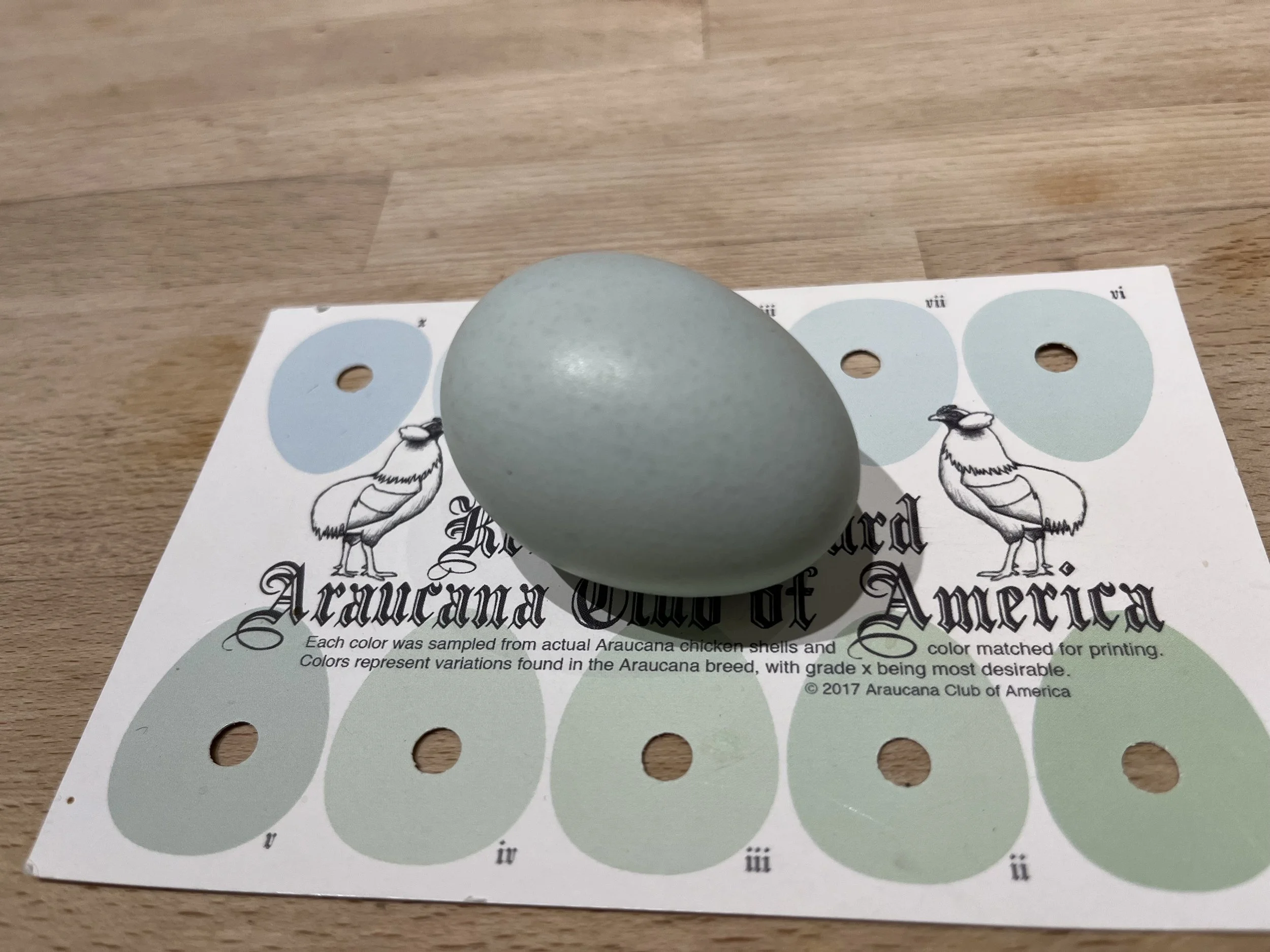 Ameraucana Egg Color Chart
