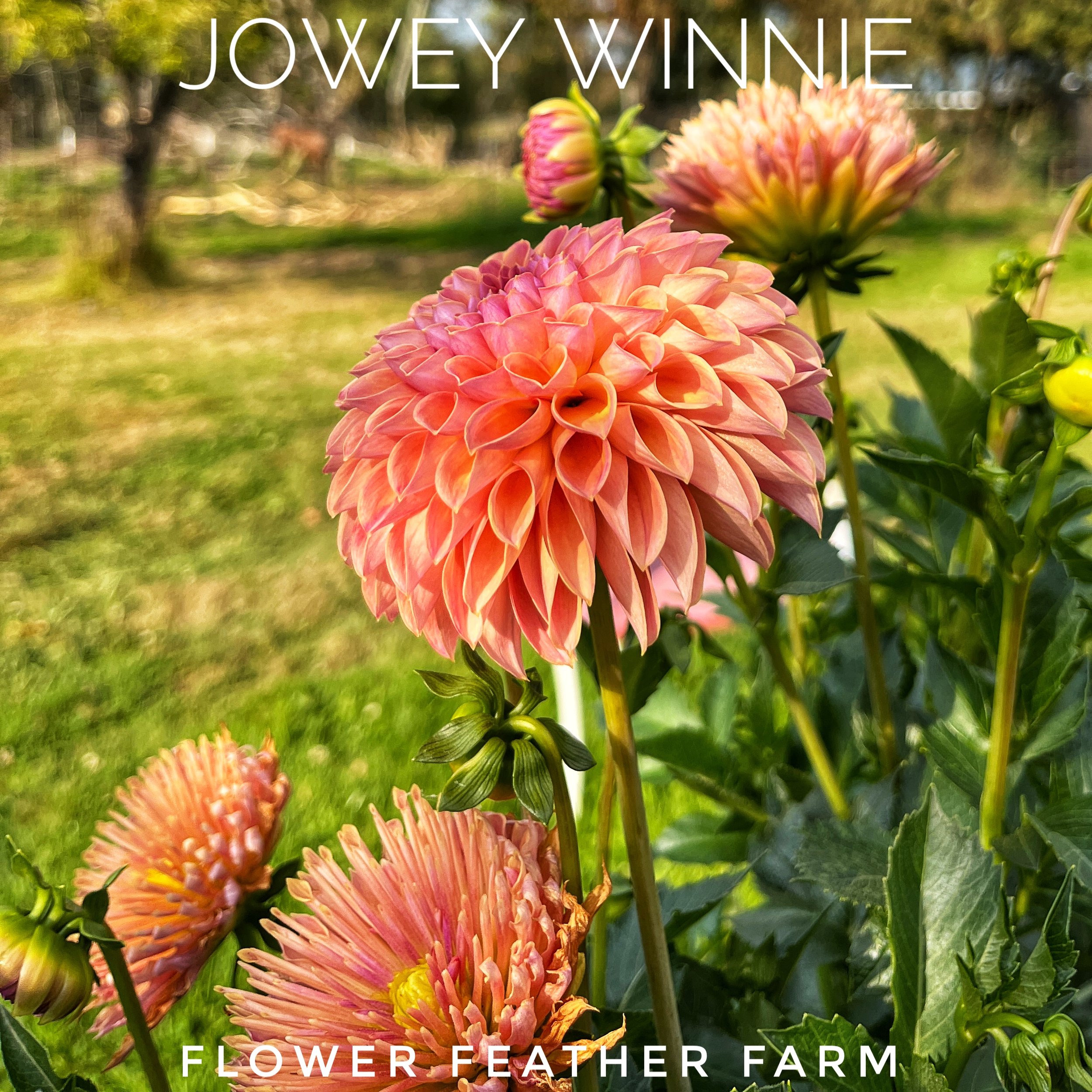 Jowey Winnie at Flower Feather Farm, chicks &amp; dahlias