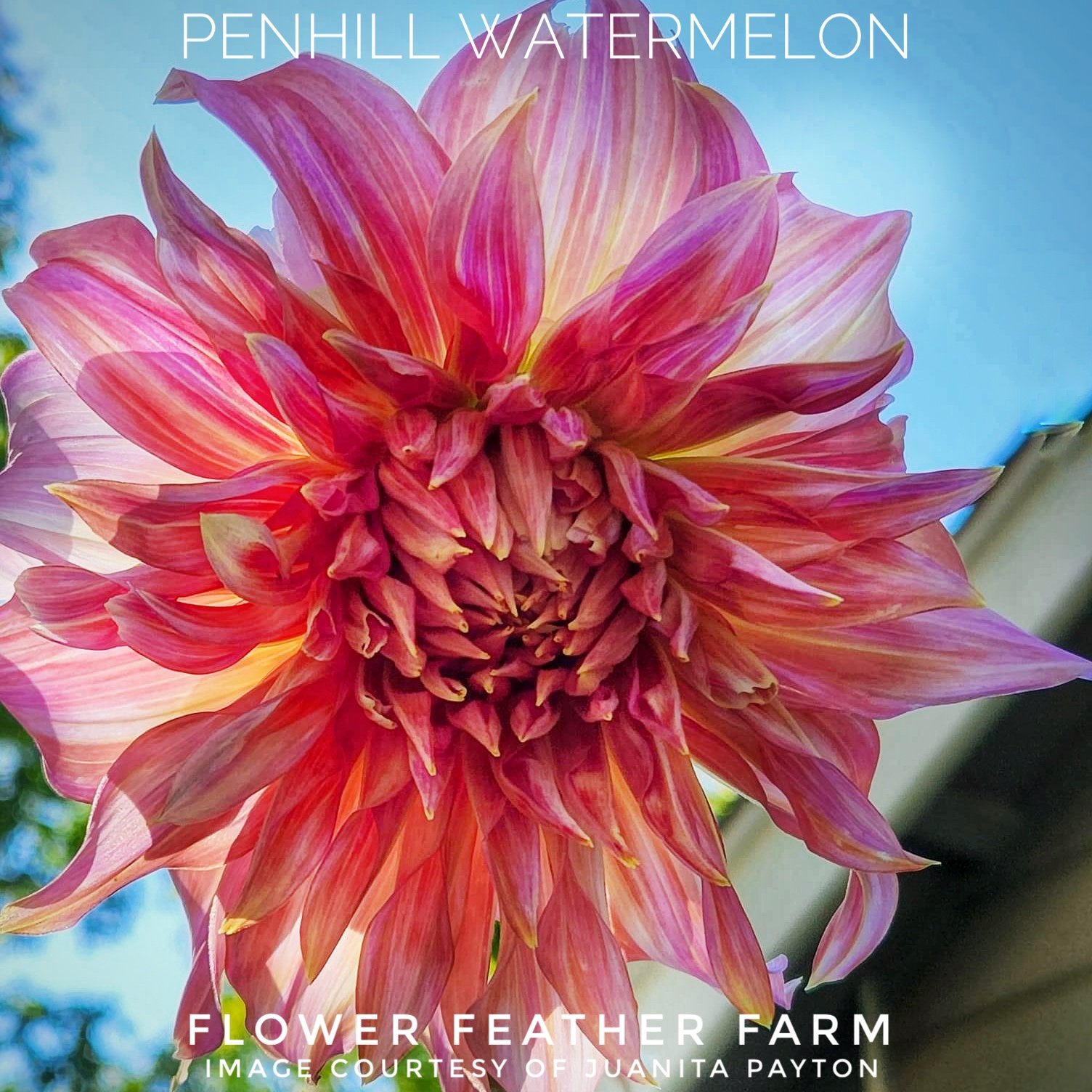 Penhill Watermelon Dahlia at Flower Feather Farm, chicks & dahlias, a dahlia farm nearby, a great place to buy dahlia tubers