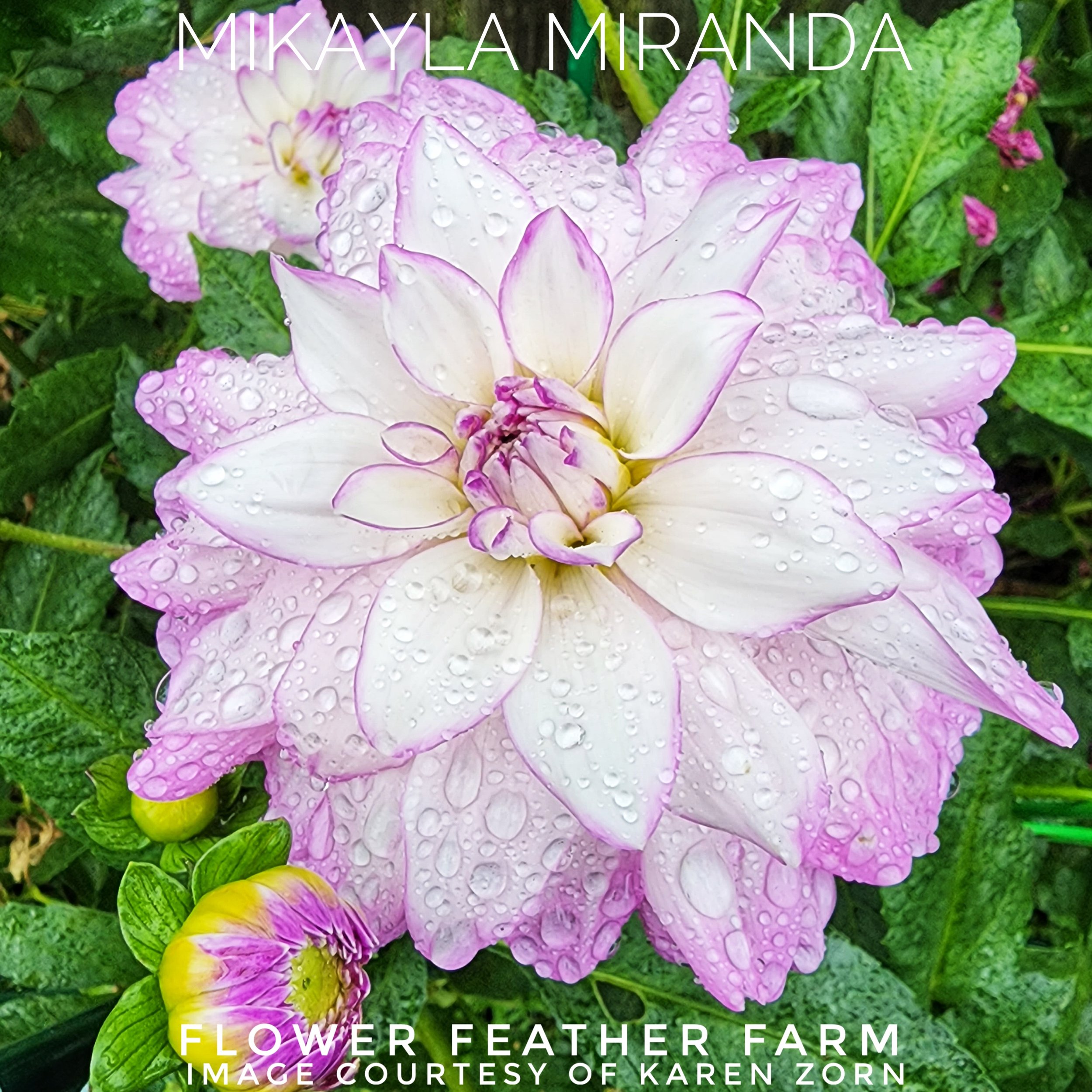 Mikayla Miranda Dahlia Tuber at Flower Feather Farm, Specialty Chicks and Dahlia Tubers