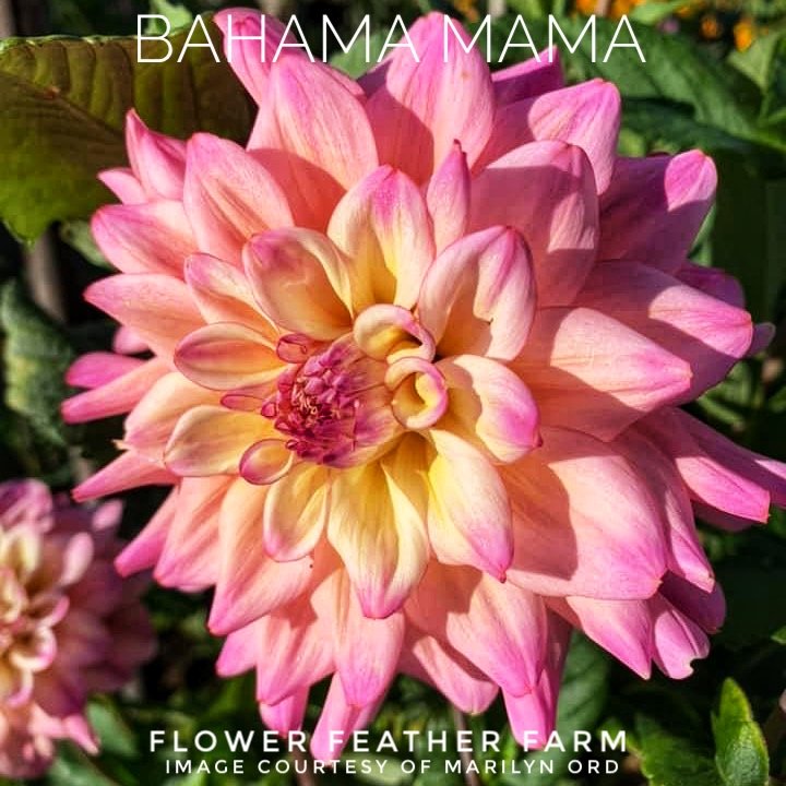 Bahama Mama Dahlias at Flower Feather Farm, Specialty Chicks and Dahlia Tubers, a Washington State Dahlia farm -- dahlia grower near me