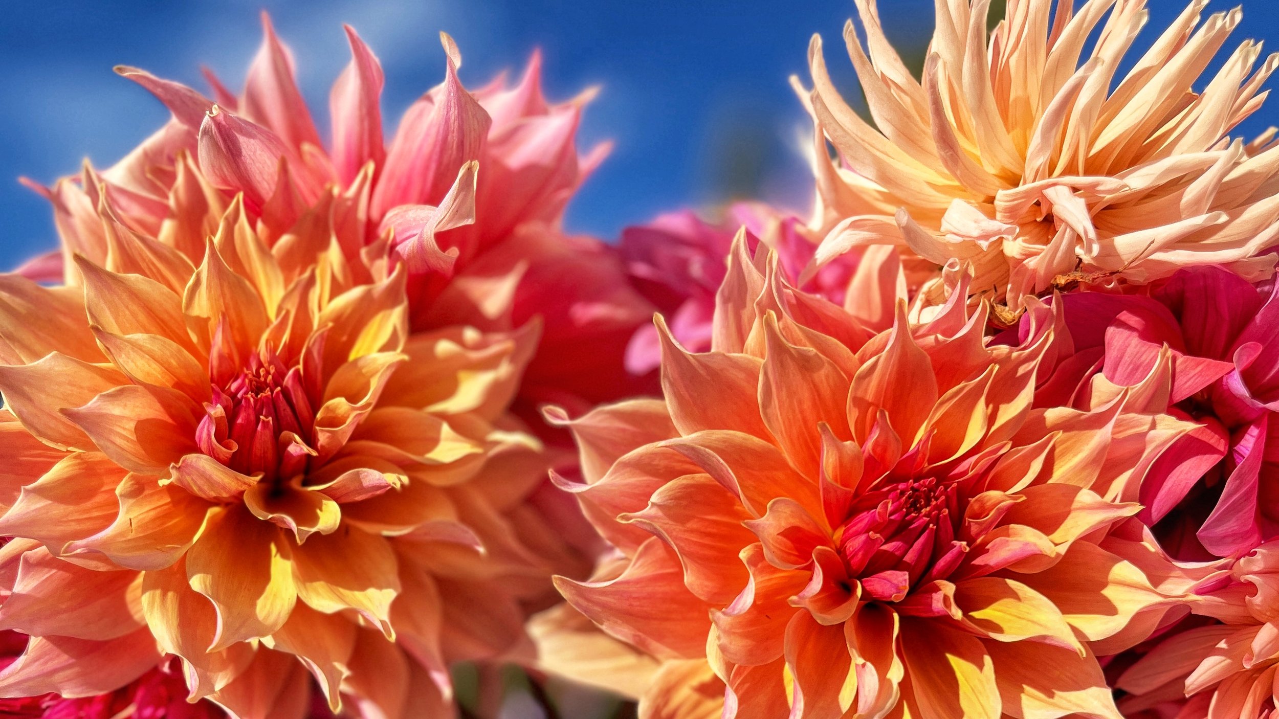 Rosy-Fingered Dawn Dahlia Collection
