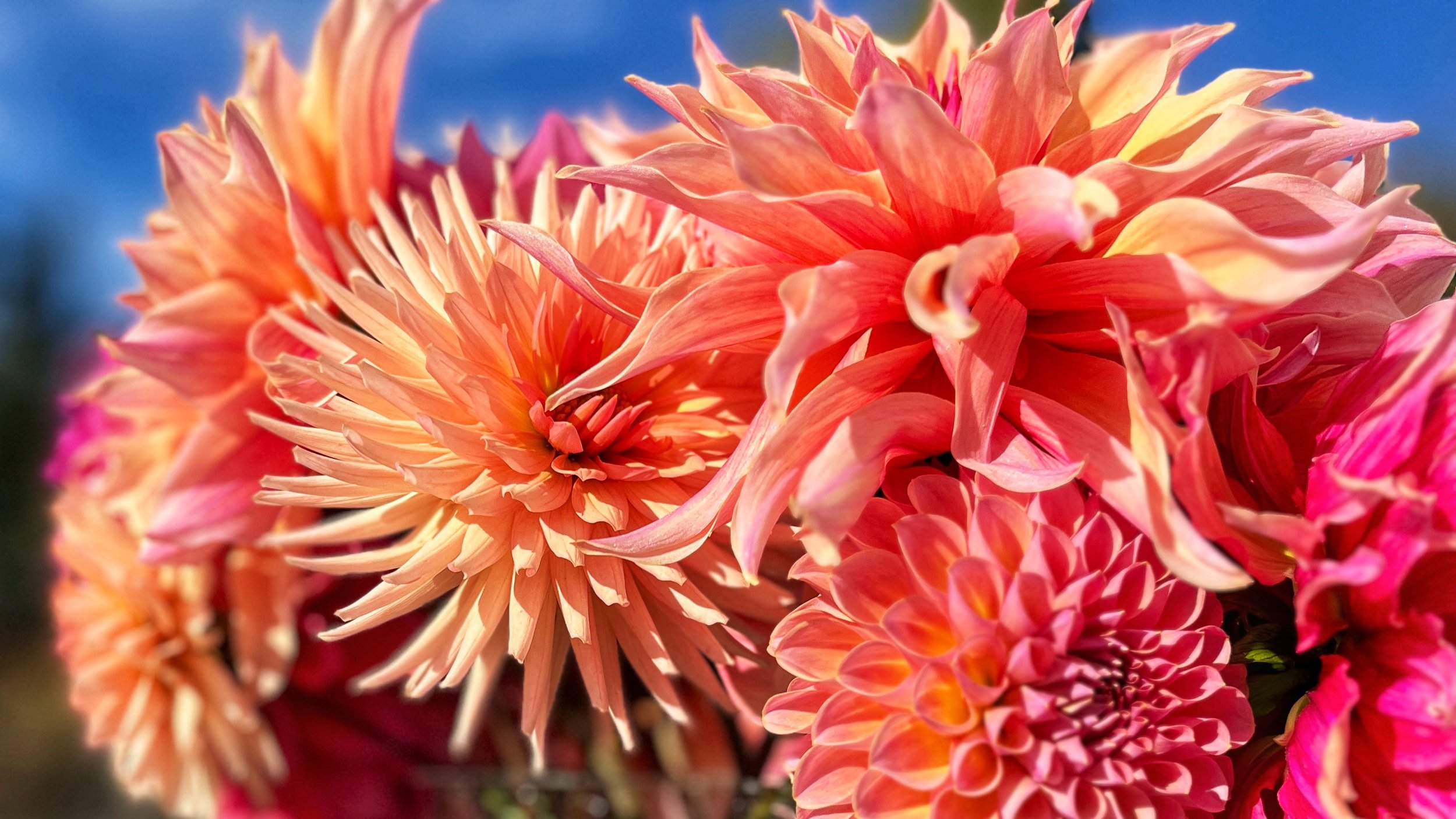 Rosy-Fingered Dawn Dahlia Collection