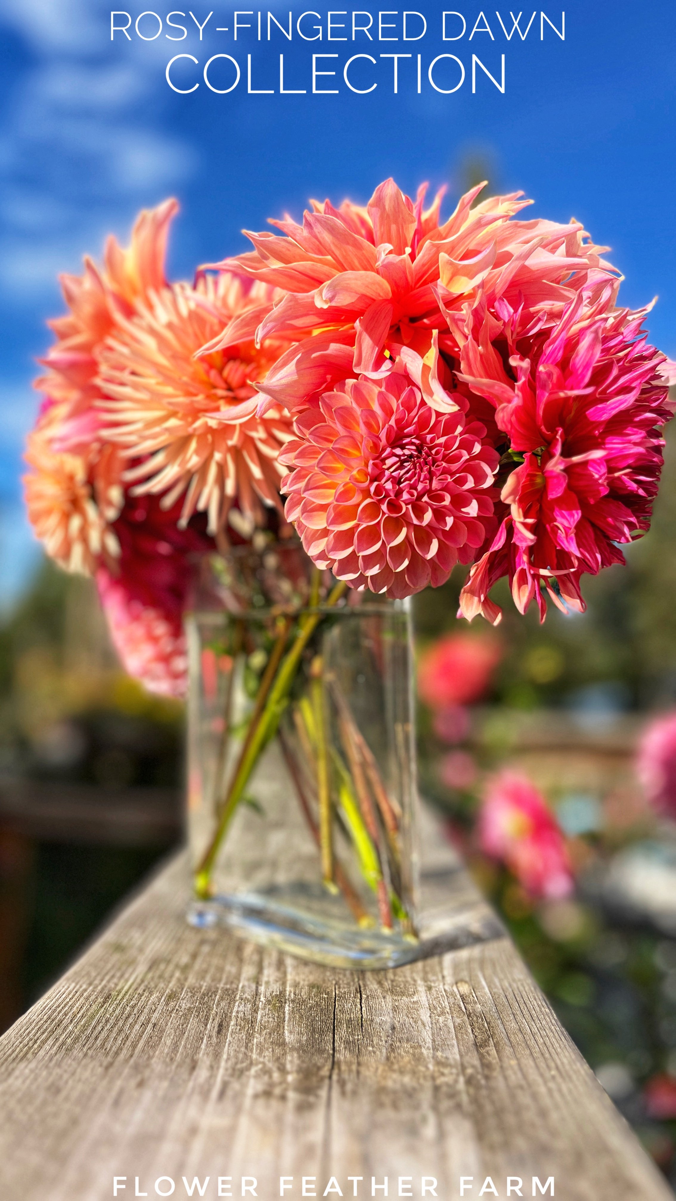 Rosy-Fingered Dawn Dahlia Collection
