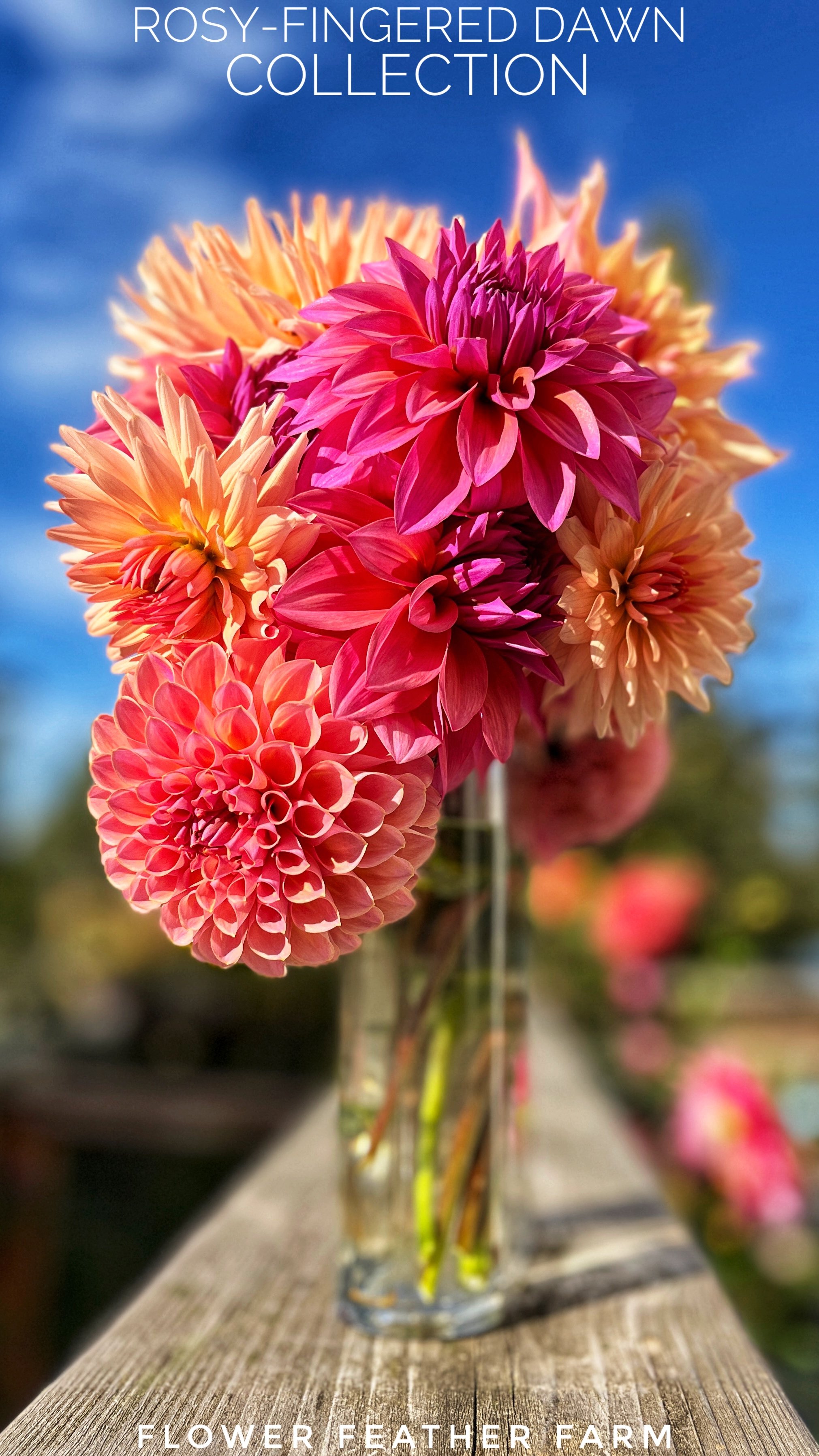 Rosy-Fingered Dawn Dahlia Collection