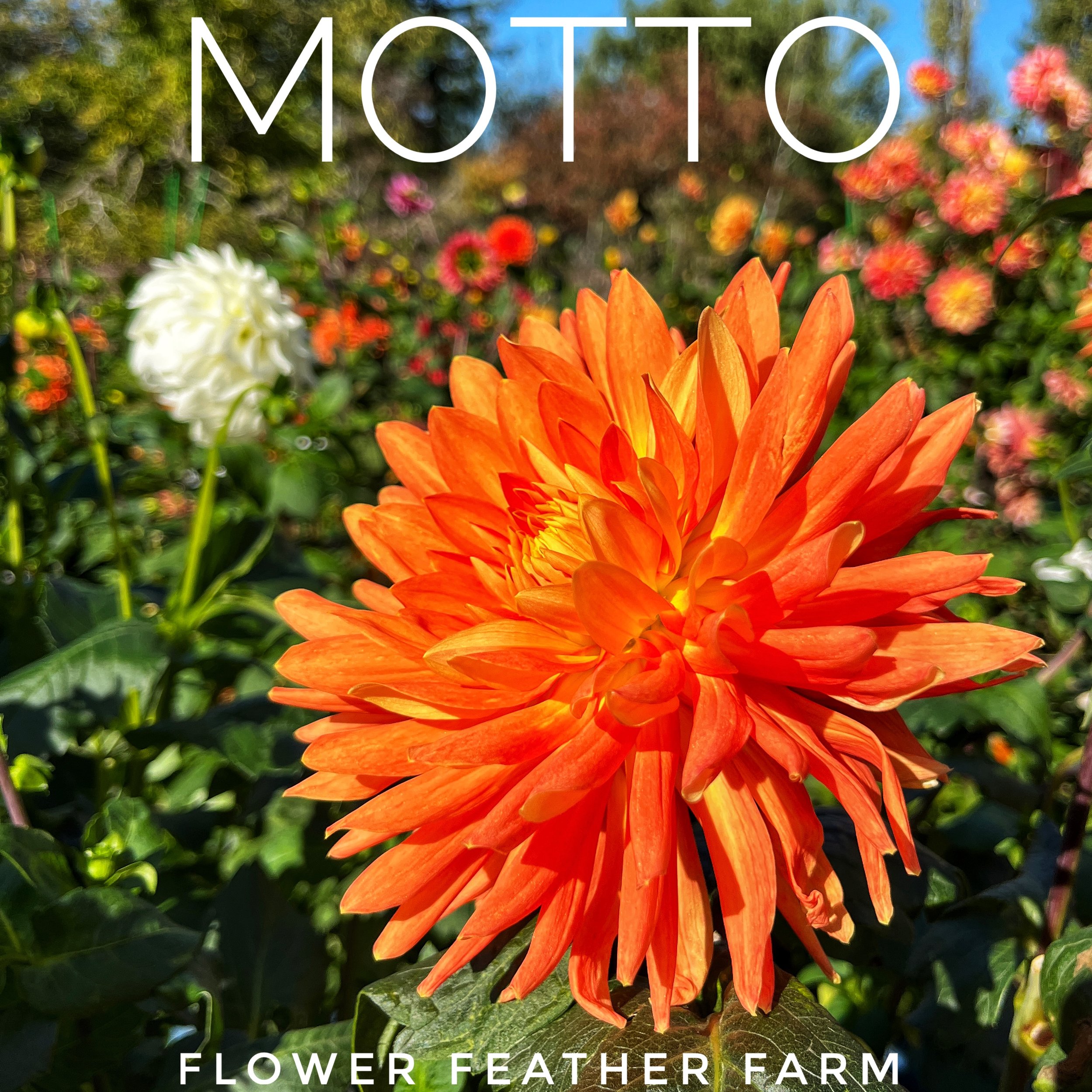 Motto Dahlia