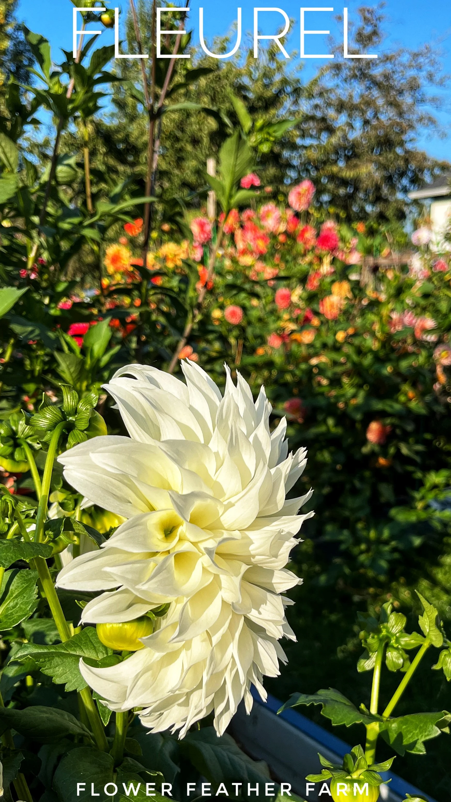 Fleurel Dahlias at Flower Feather Farm, chicks & dahlias, a Washington State Dahlia farm -- dahlia grower near me, dahlia tubers for sale near me