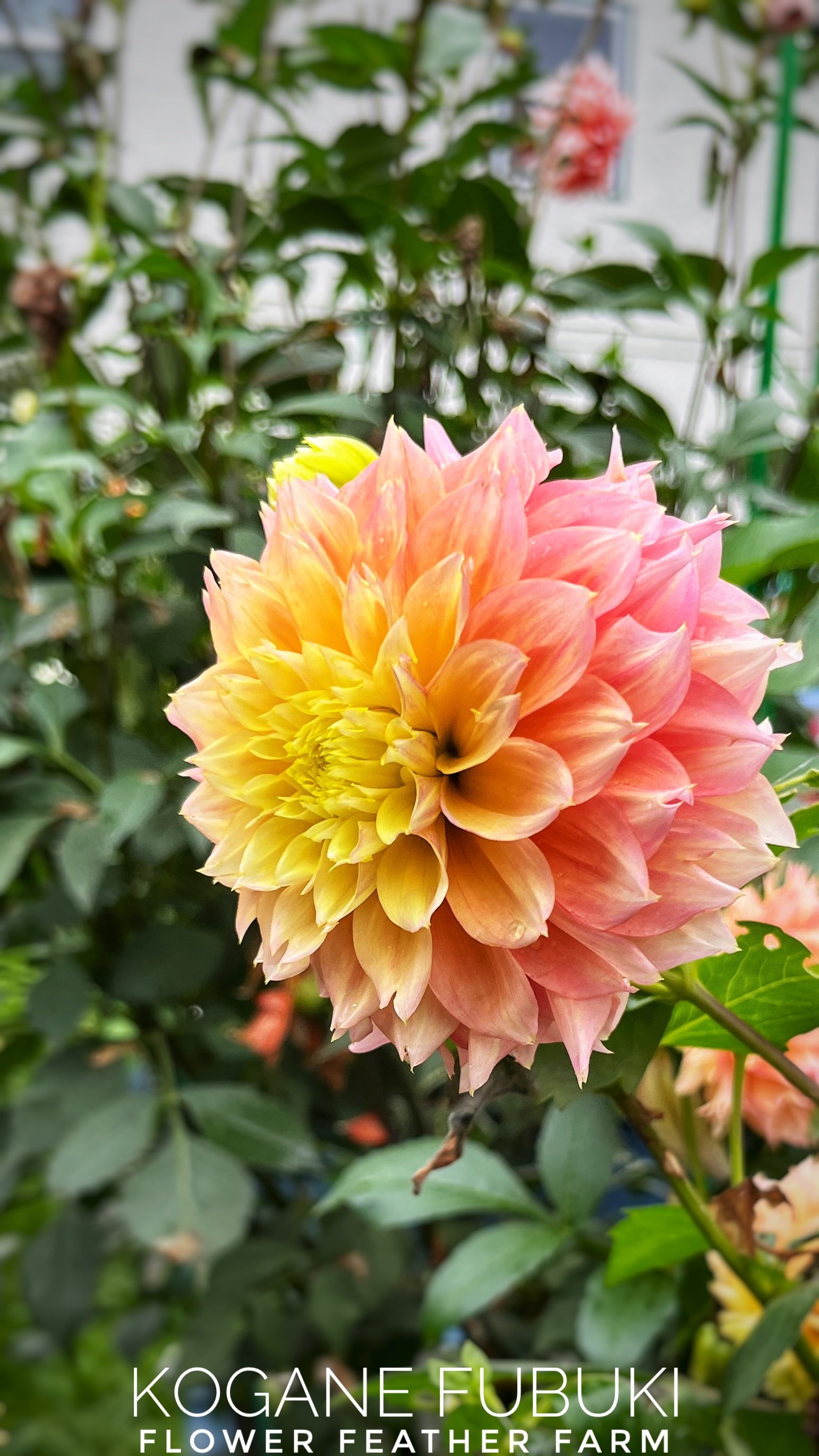 Kogane Fubuki Dahlias at Flower Feather Farm, chicks & dahlias, a Washington State Dahlia farm -- dahlia grower near me, dahlia farm near me, dahlias near me
