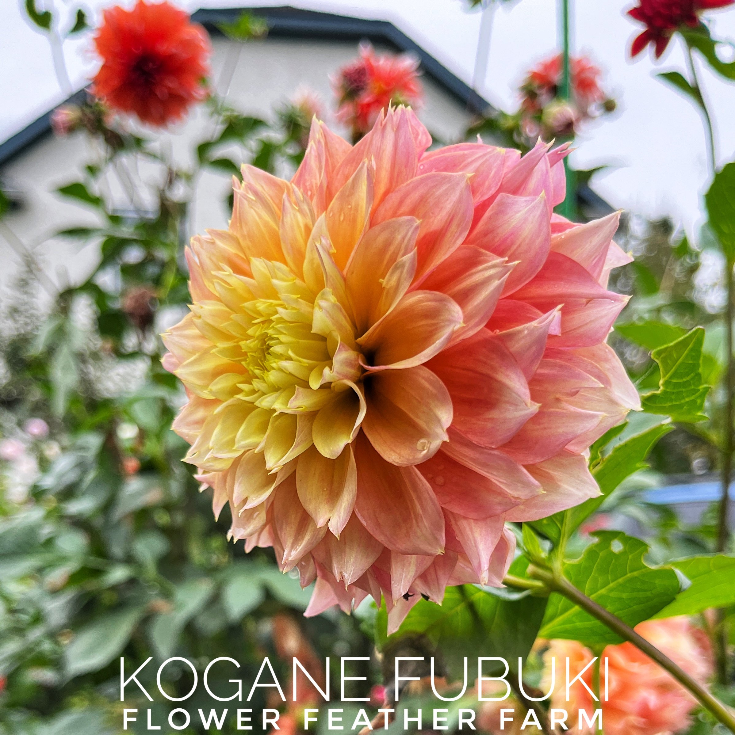 Kogane Fubuki Dahlias at Flower Feather Farm, chicks & dahlias, a Washington State Dahlia farm -- dahlia grower near me, dahlia farm near me, dahlias near me