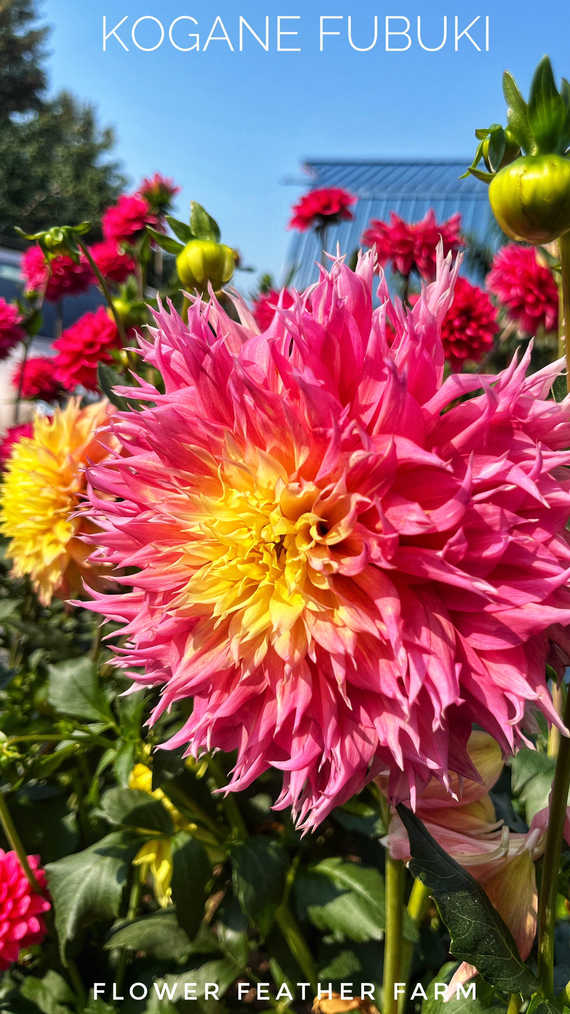 Kogane Fubuki Dahlias at Flower Feather Farm, chicks & dahlias, a Washington State Dahlia farm -- dahlia grower near me, dahlia farm near me, dahlias near me