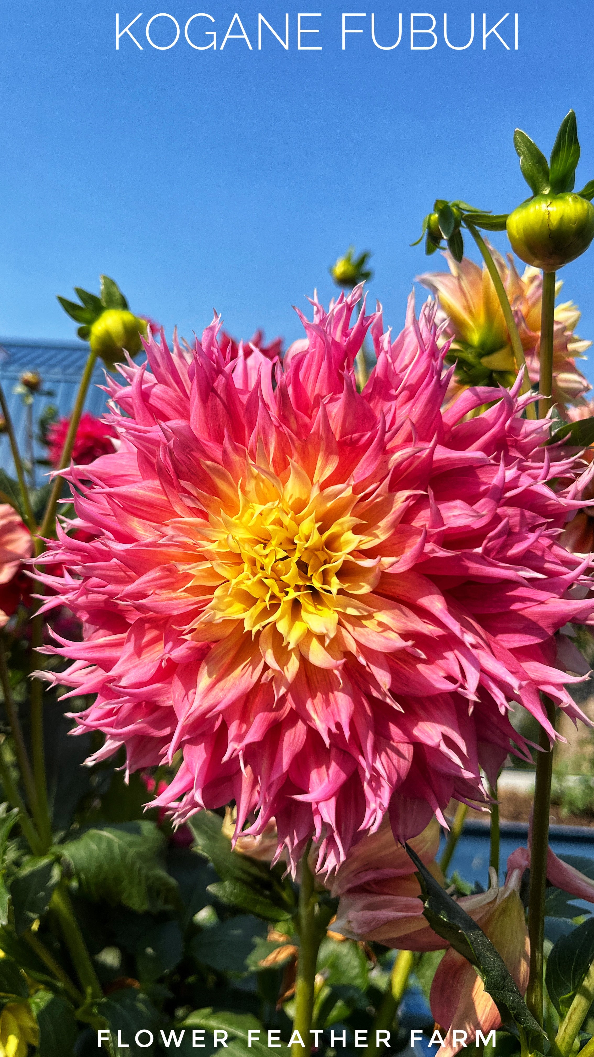 Kogane Fubuki Dahlias at Flower Feather Farm, chicks & dahlias, a Washington State Dahlia farm -- dahlia grower near me, dahlia farm near me, dahlias near me