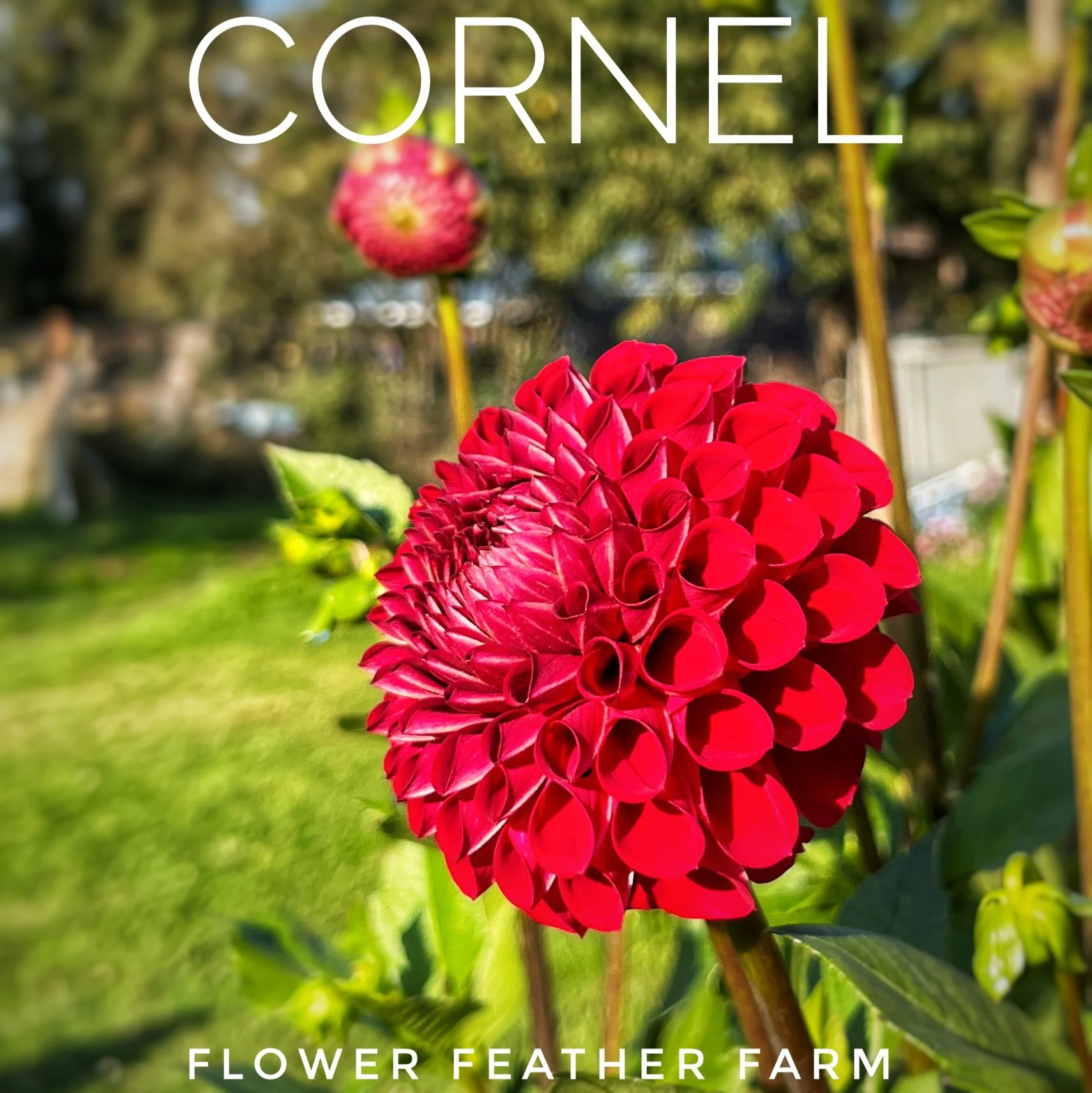 Red Diamond Dahlia Tubers at Flower Feather Farm, Specialty Chicks and