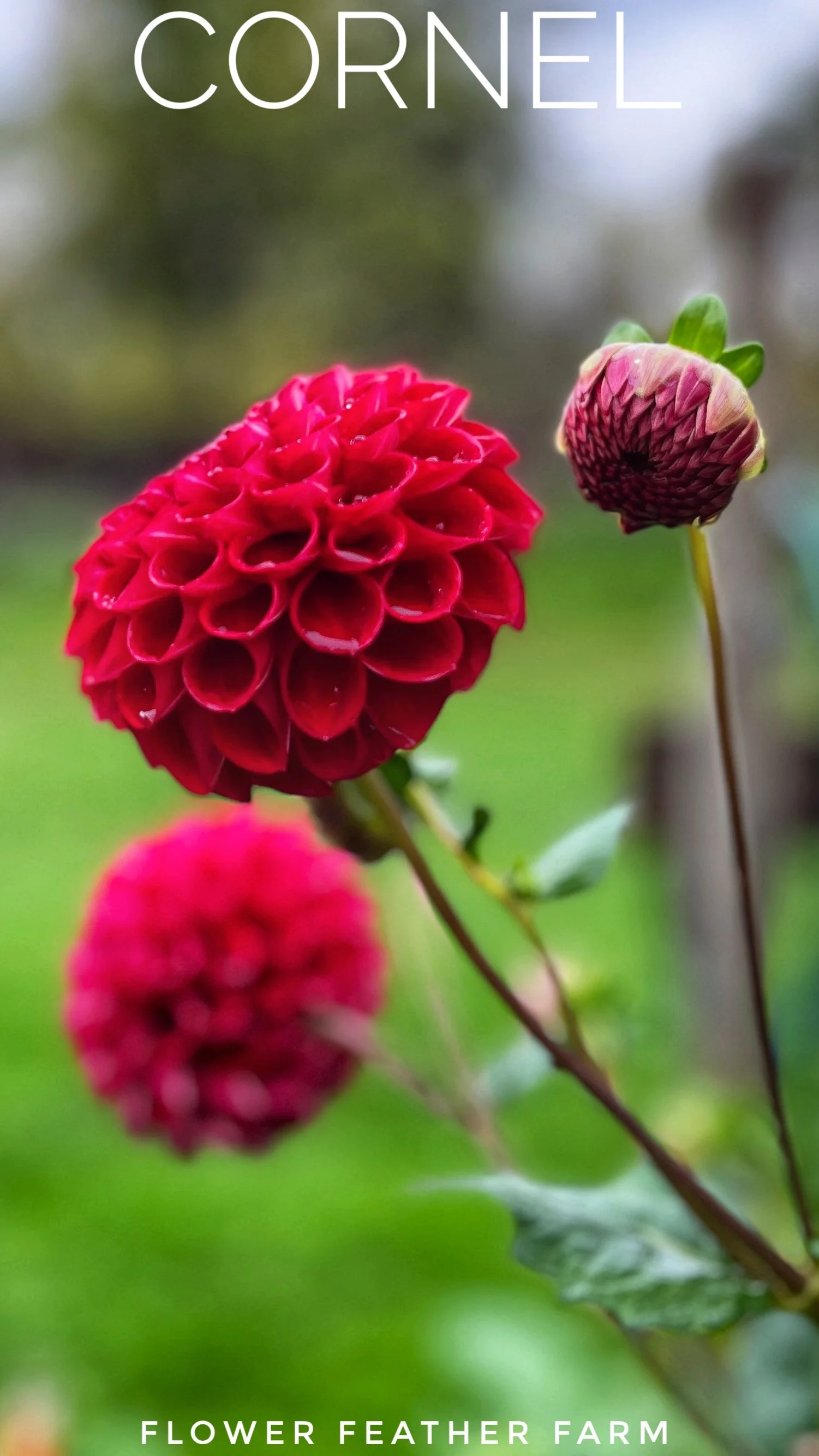 Cornel Dahlia Tuber at Flower Feather Farm, chicks & dahlias