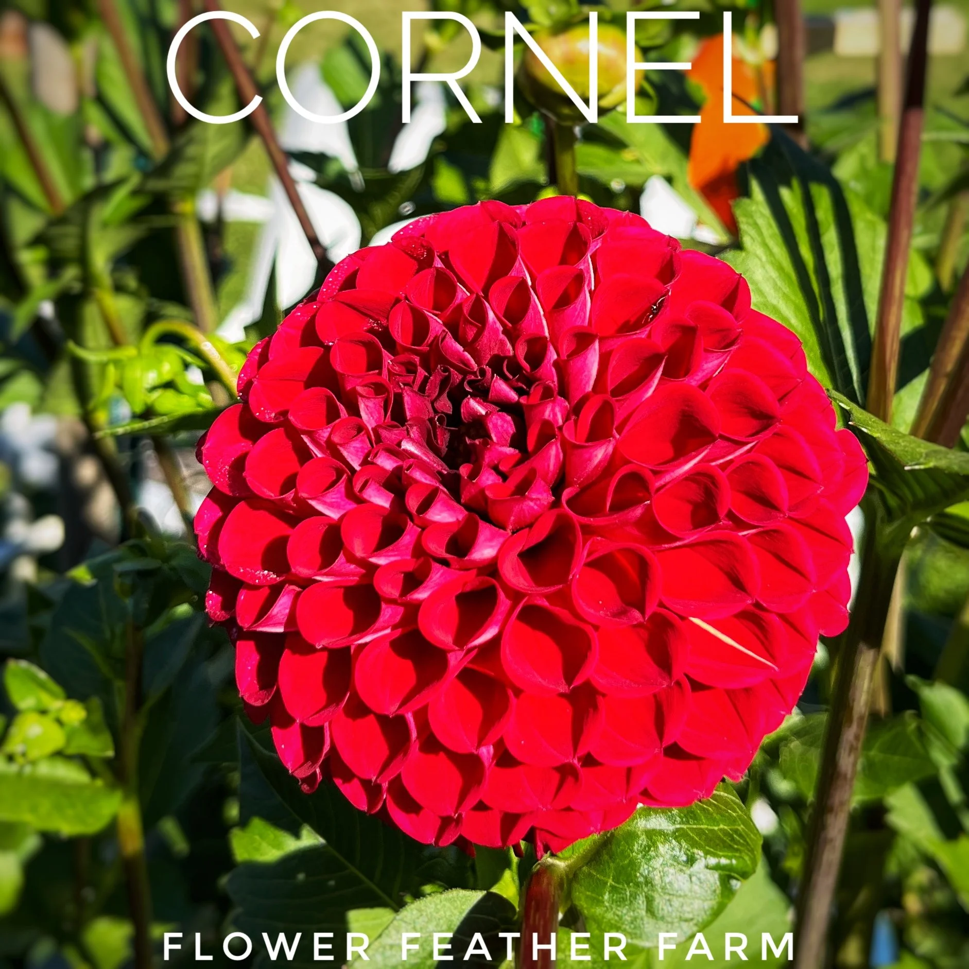 Cornel Dahlia Tuber at Flower Feather Farm, chicks & dahlias