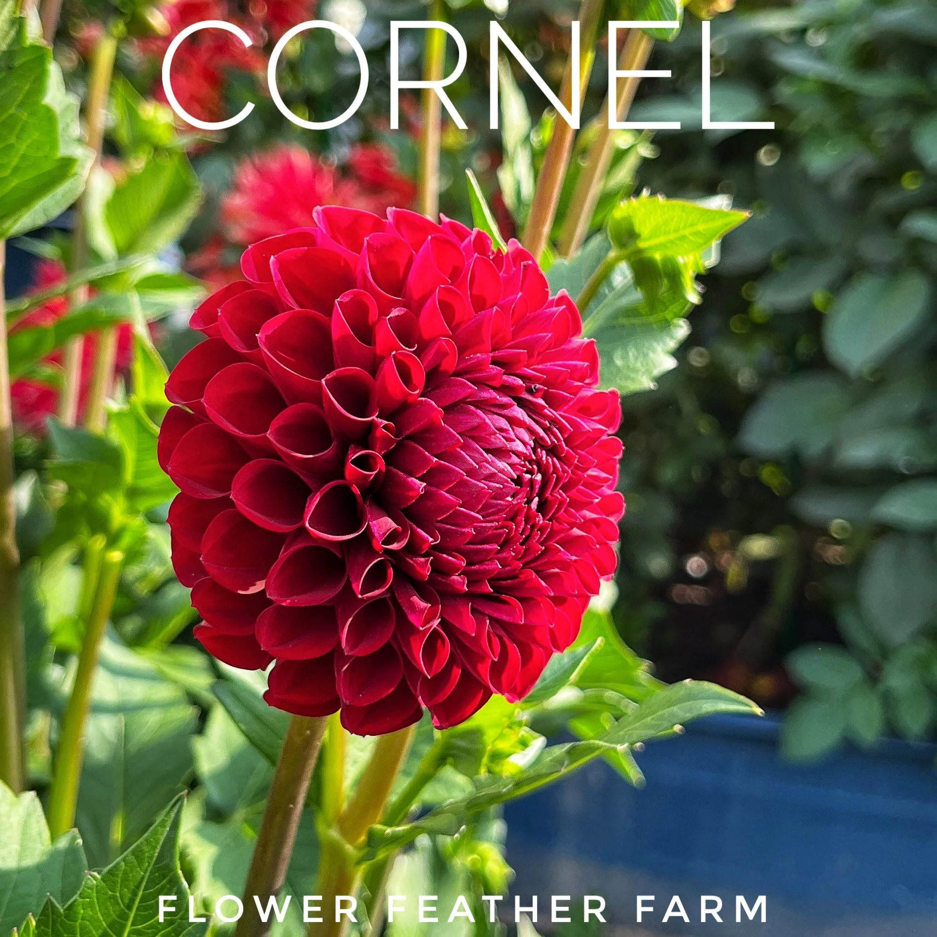 Cornel Dahlia Tuber at Flower Feather Farm, chicks & dahlias