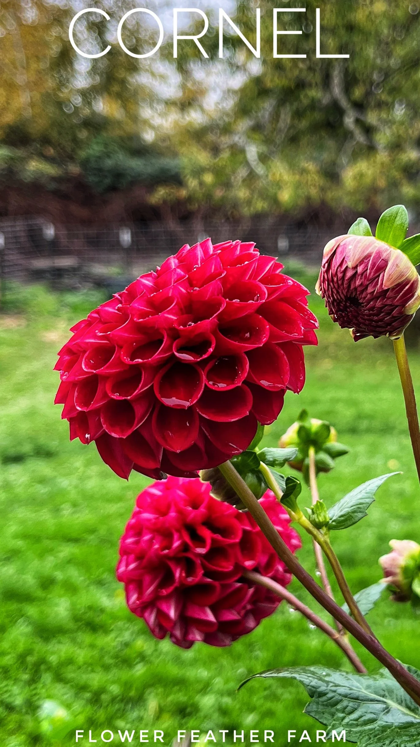 Cornel Dahlia Tuber at Flower Feather Farm, chicks & dahlias