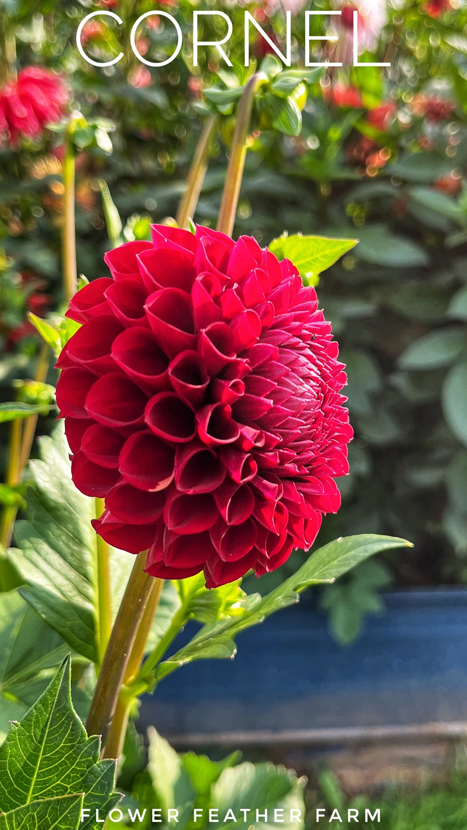 Cornel Dahlia Tuber at Flower Feather Farm, chicks & dahlias