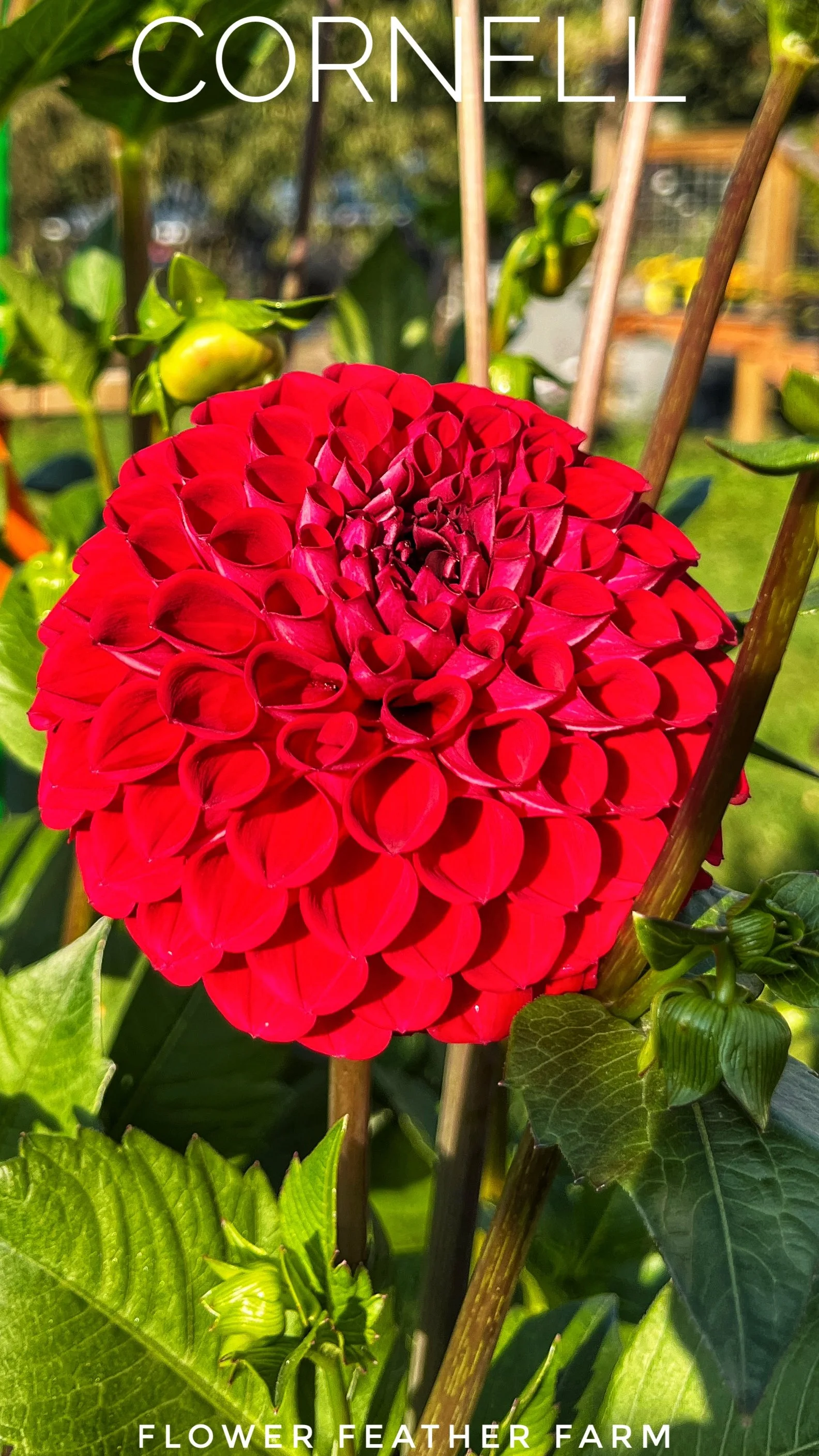 Cornel Dahlia Tuber at Flower Feather Farm, chicks & dahlias