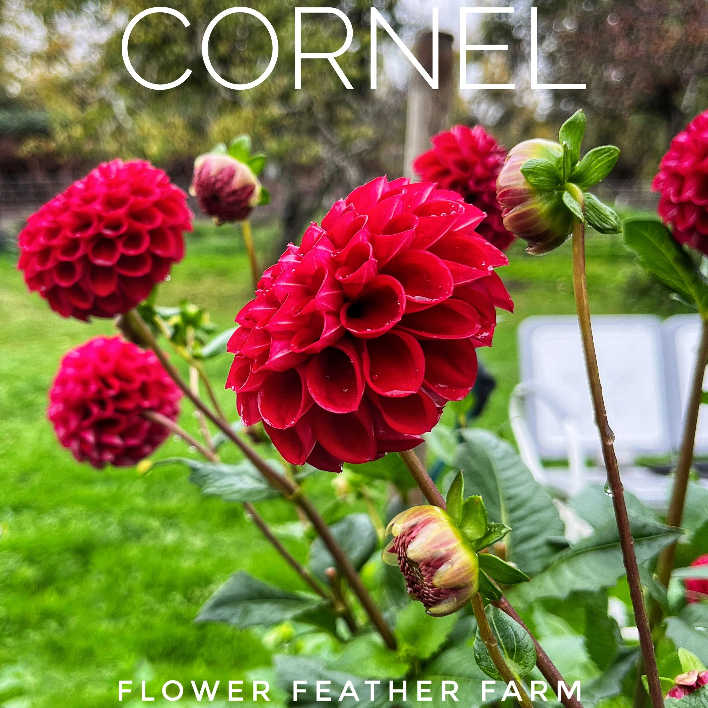 Cornel Dahlia Tuber C42
