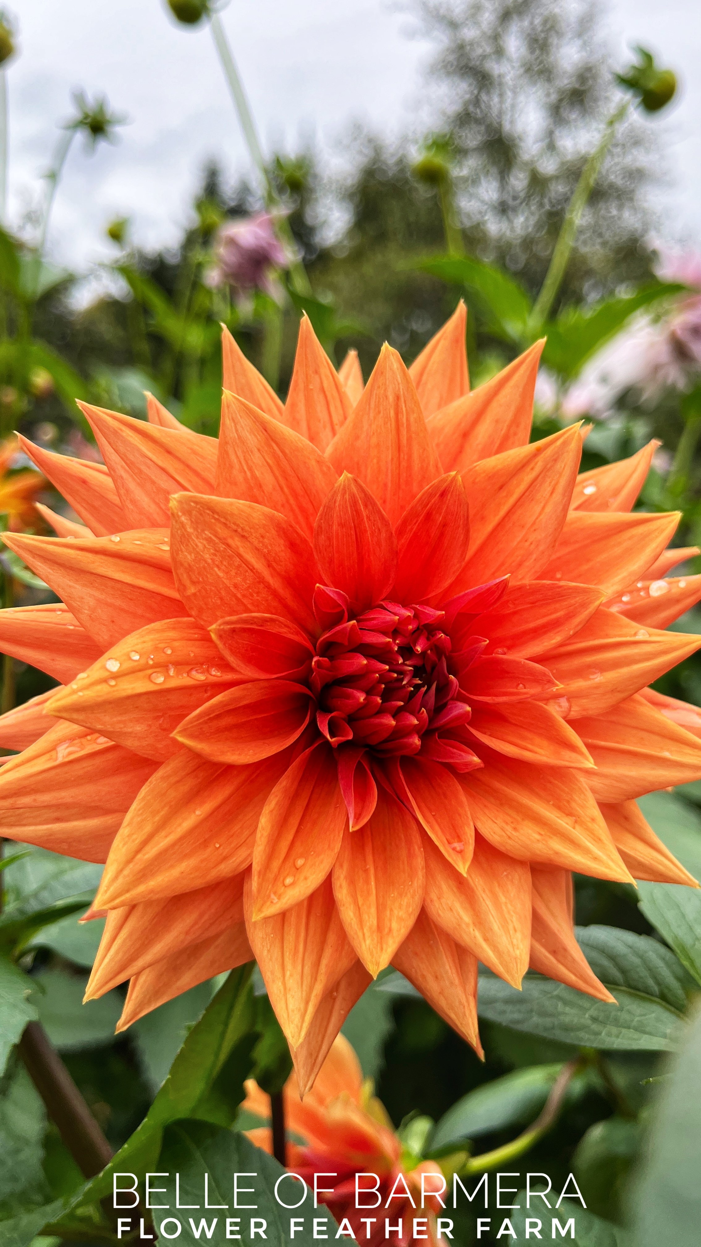 Belle of Barmera Dahlias at Flower Feather Farm, Specialty Chicks and ...