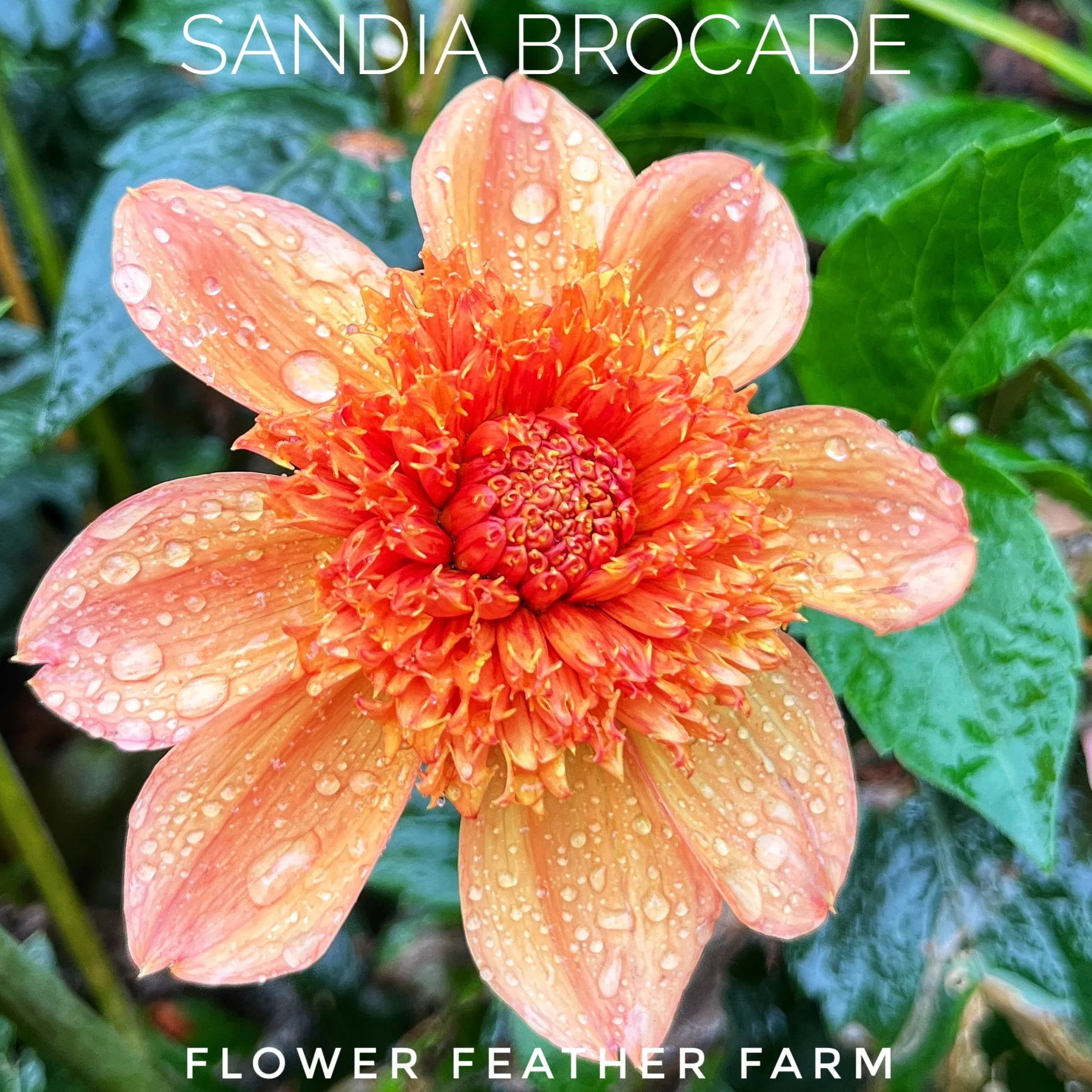 Sandia Brocade Dahlia Tubers at Flower Feather Farm, chicks & dahlias, a Washington State dahlia farm