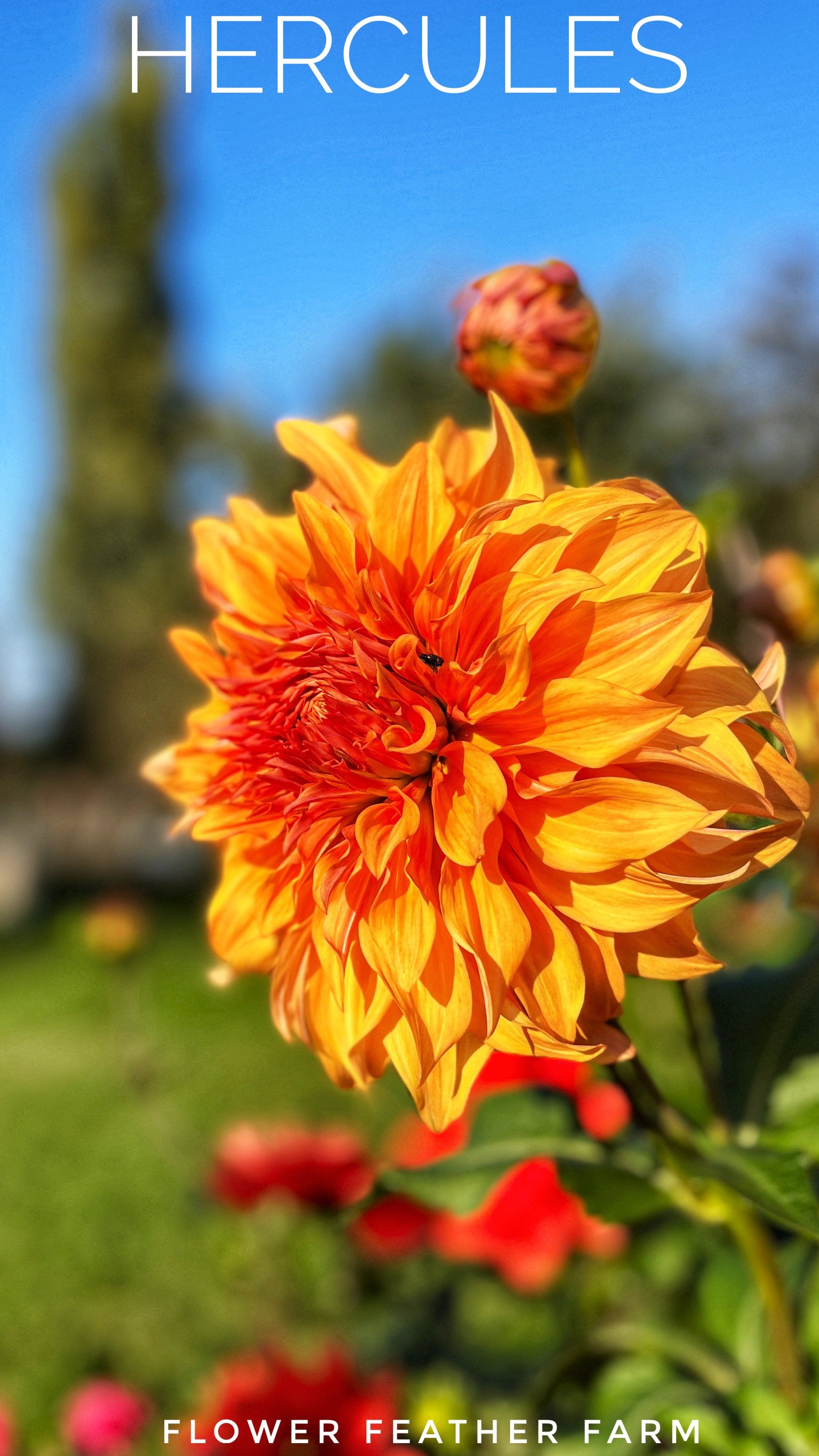 Red Diamond Dahlia Tubers at Flower Feather Farm, Specialty Chicks and