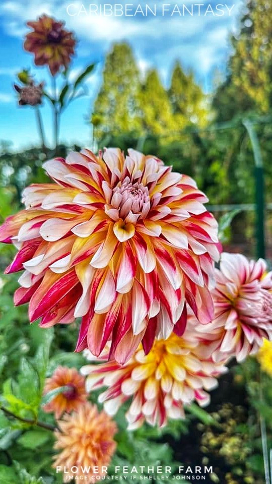 Caribbean Fantasy Dahlias at Flower Feather Farm, chicks & dahlias, a Washington State Dahlia farm -- dahlias near me, dahlia grower near me