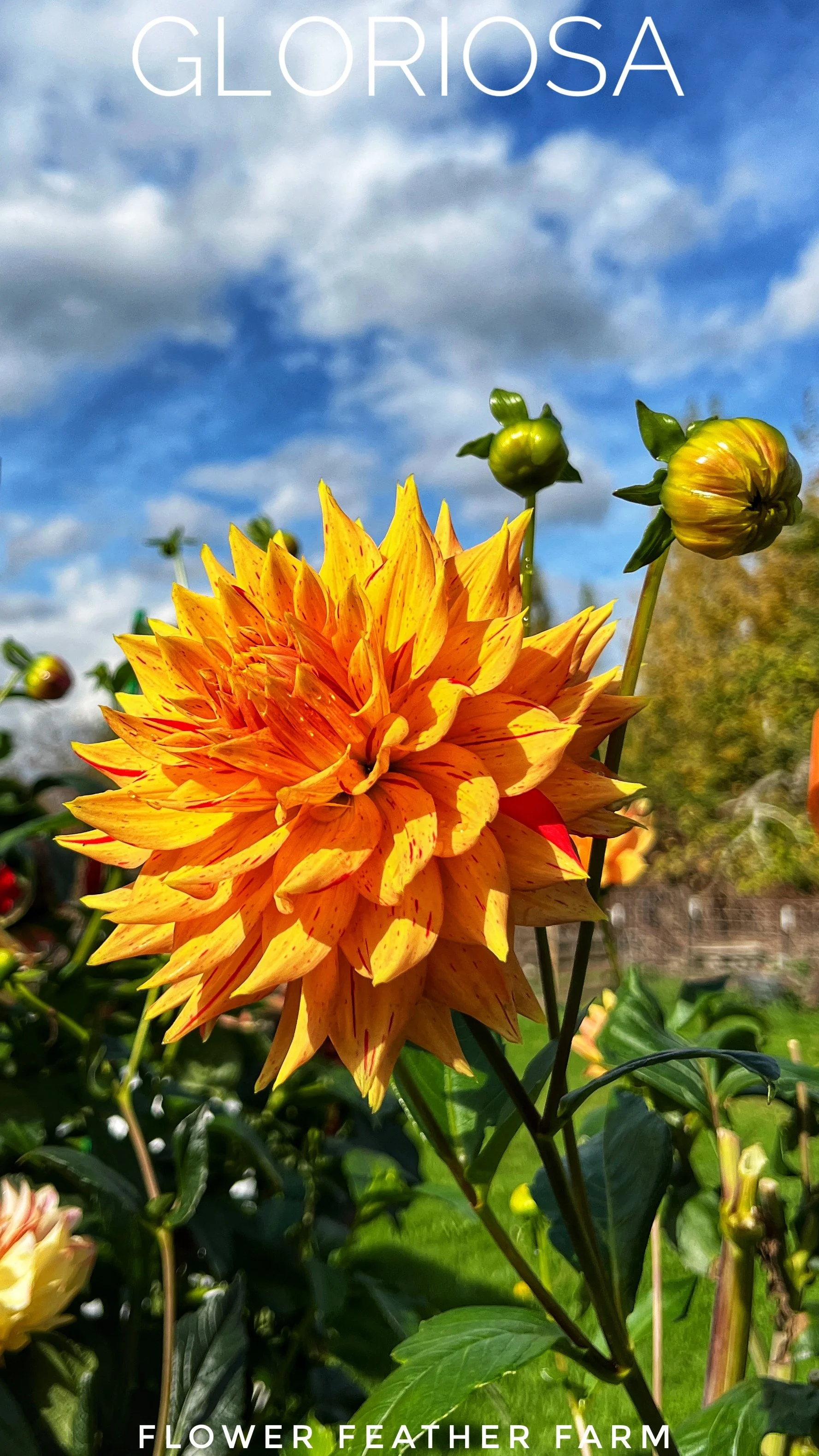 Motto Dahlias at Flower Feather Farm, chicks & dahlias — Flower Feather