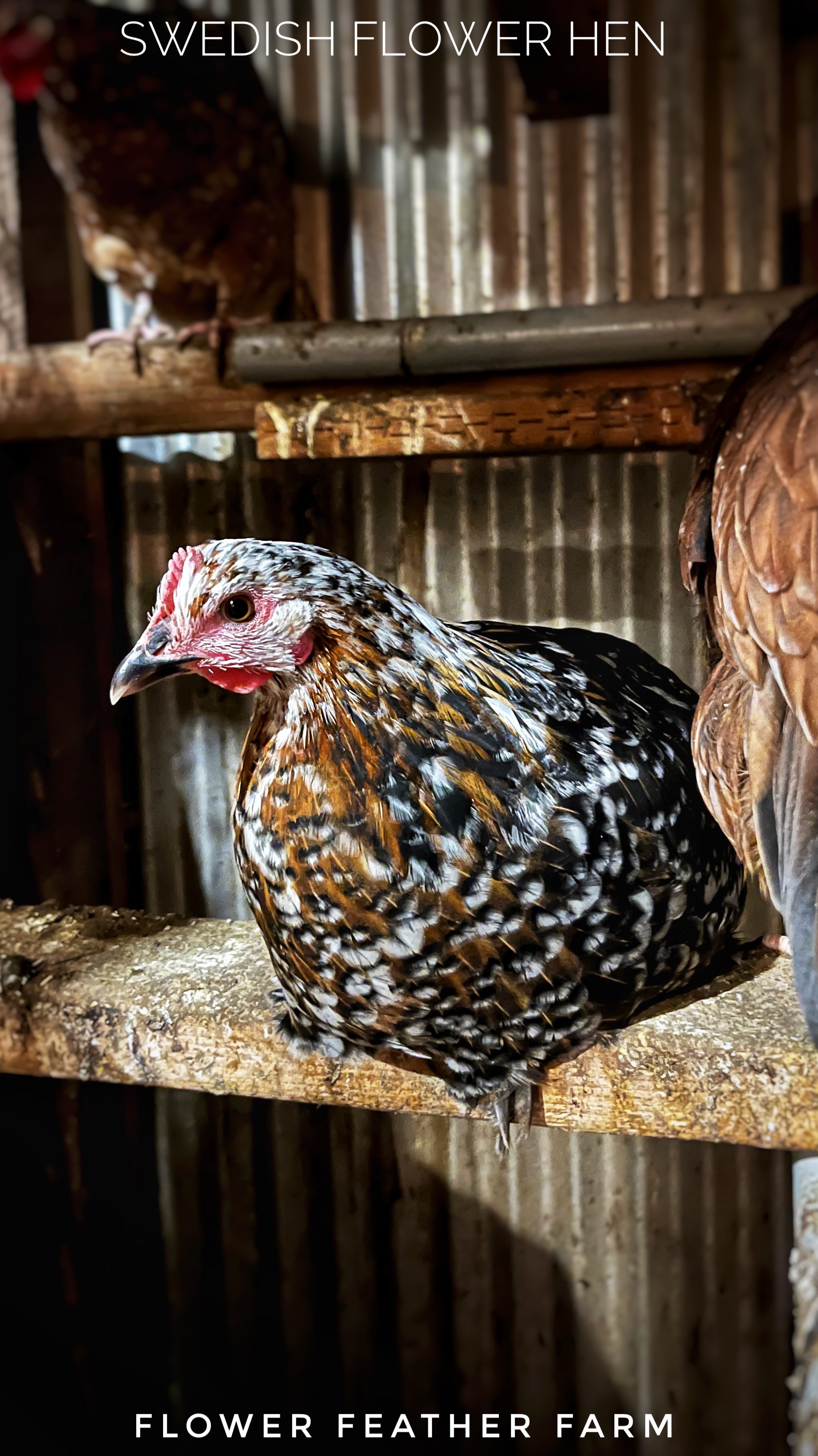 Swedish Flower Hens at Flower Feather Farm, chicks & dahlias, chick hatchery near me, chicken hatchery near me, chicken for sale, hens for sale near me, pullets for sale near me, laying hens