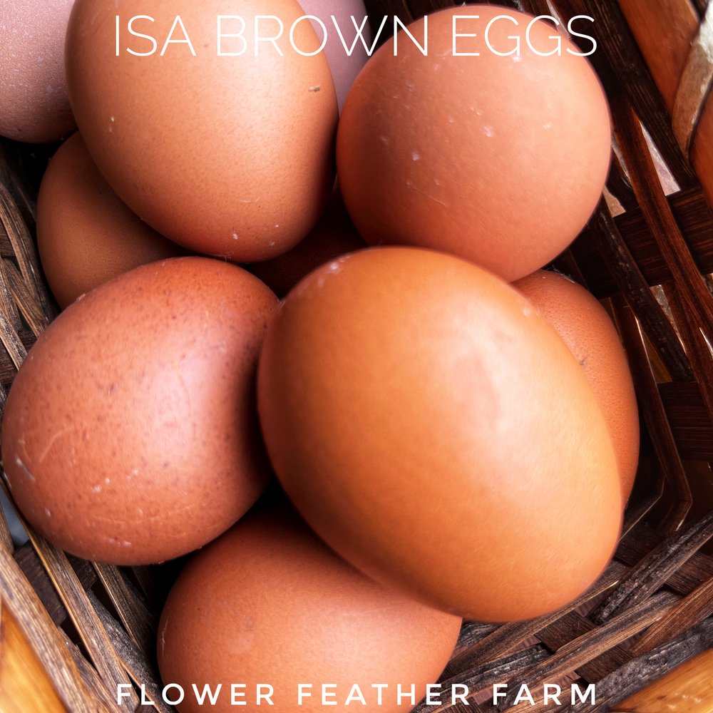 ISA Brown Eggs