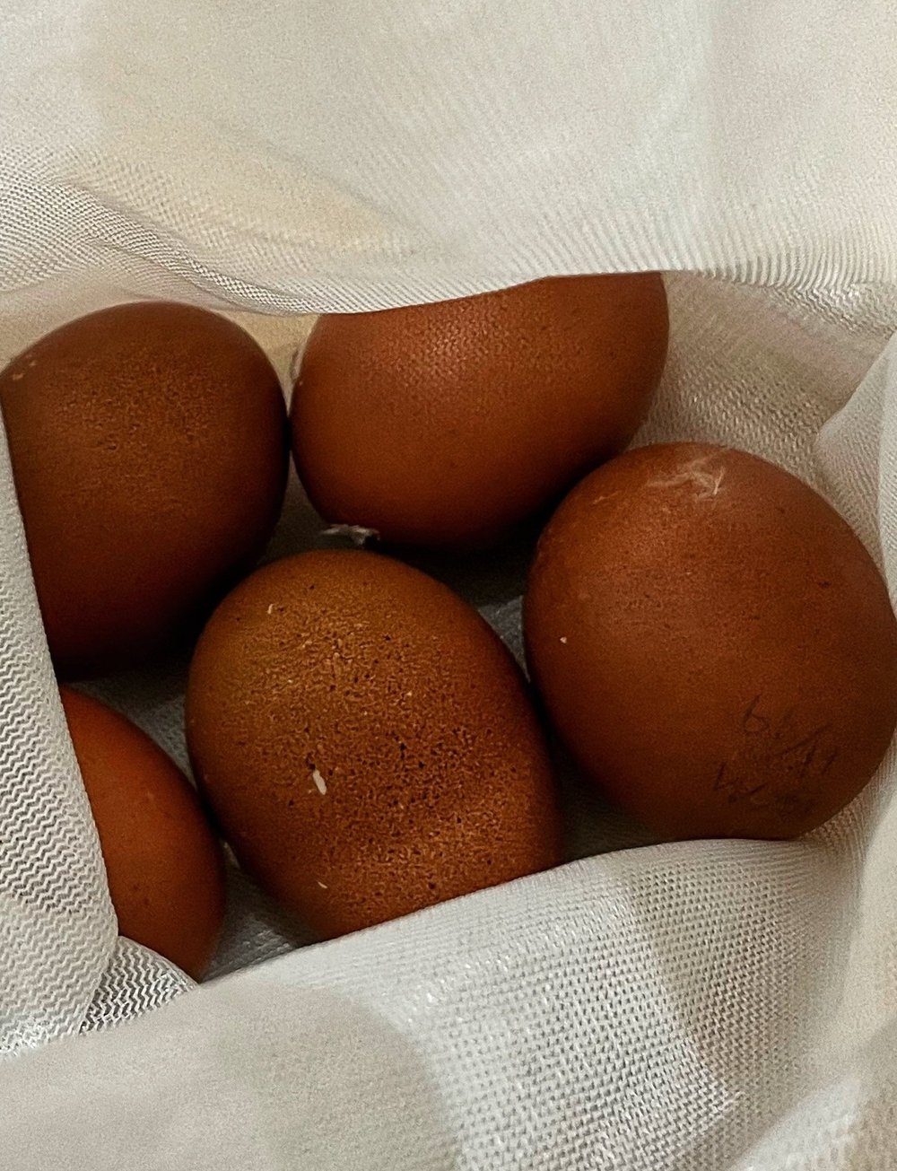 Wheaten Marans Hatching Eggs
