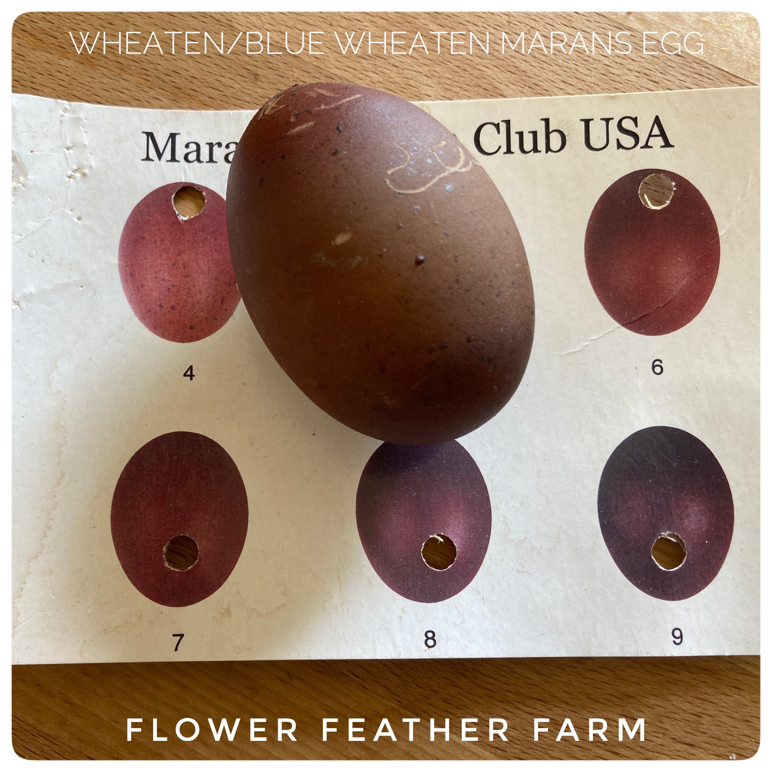 Wheaten Maran Hatching Egg