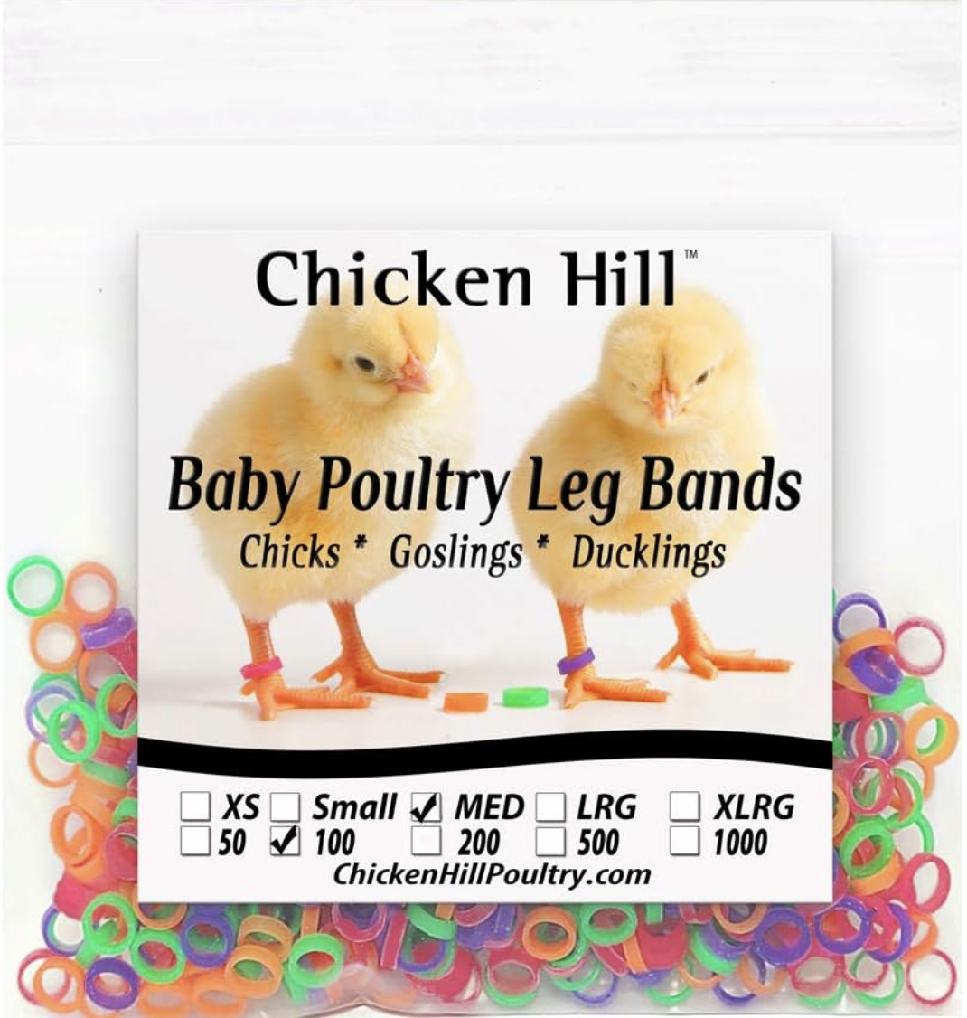 Baby Chick Leg Bands