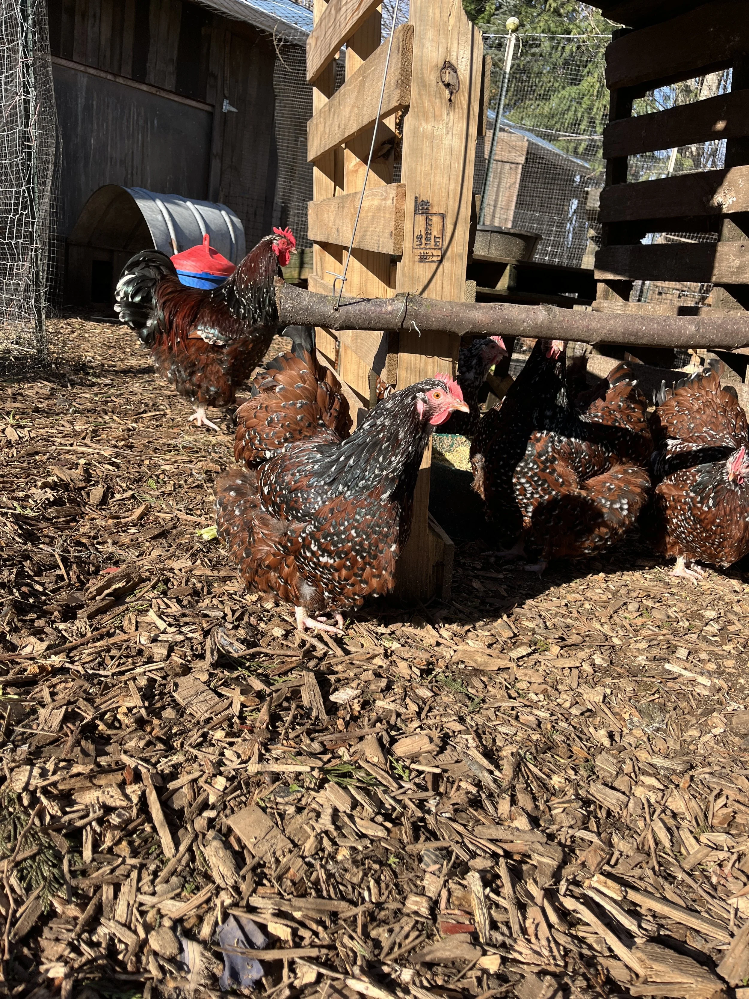 Jubilee Orpingtons at Flower Feather Farm, chicks & dahlias, a chick hatchery near me, baby chicks for sale near me
