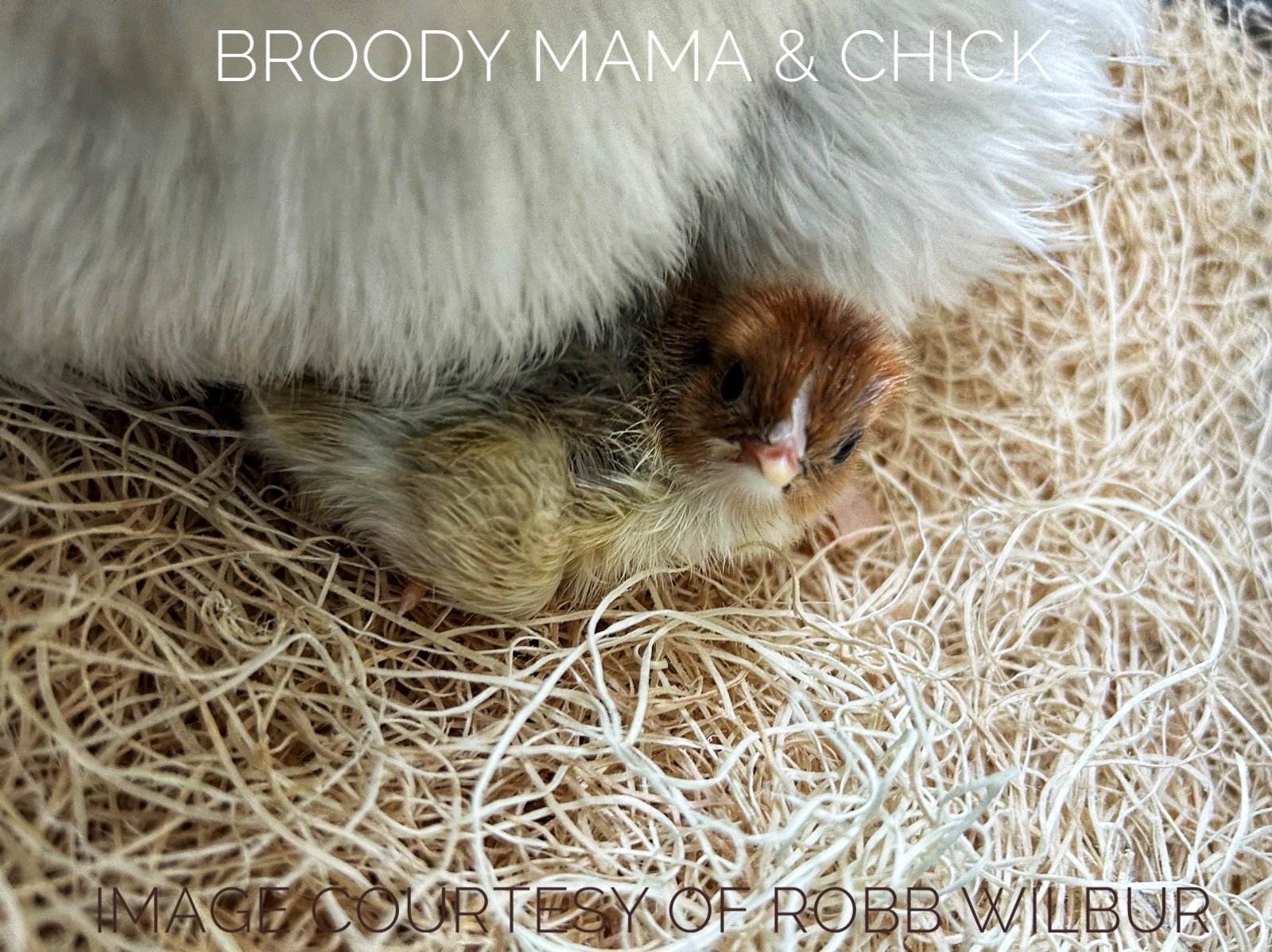 Broody Mama &amp; Chick