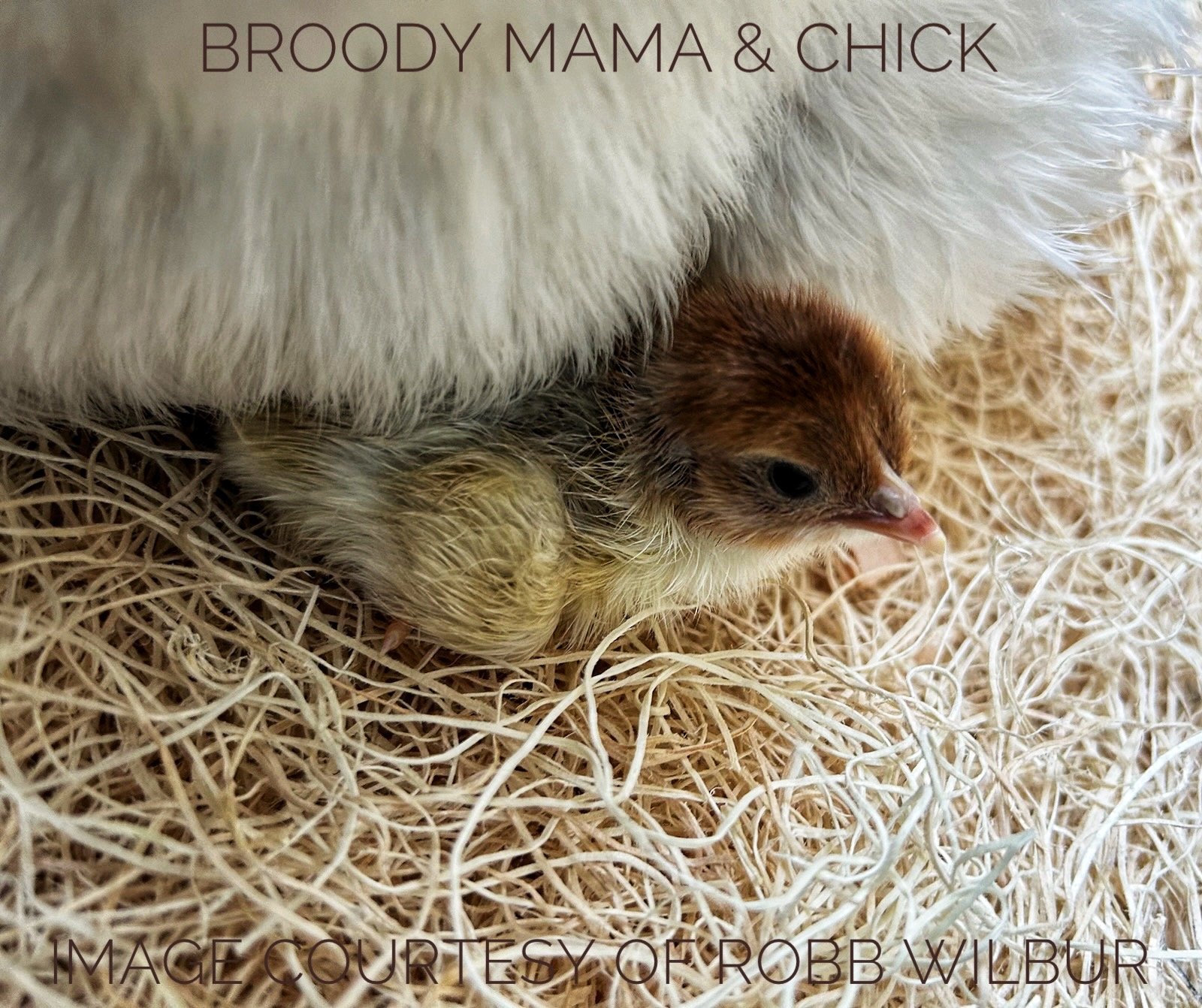 Broody Mama &amp; Chick