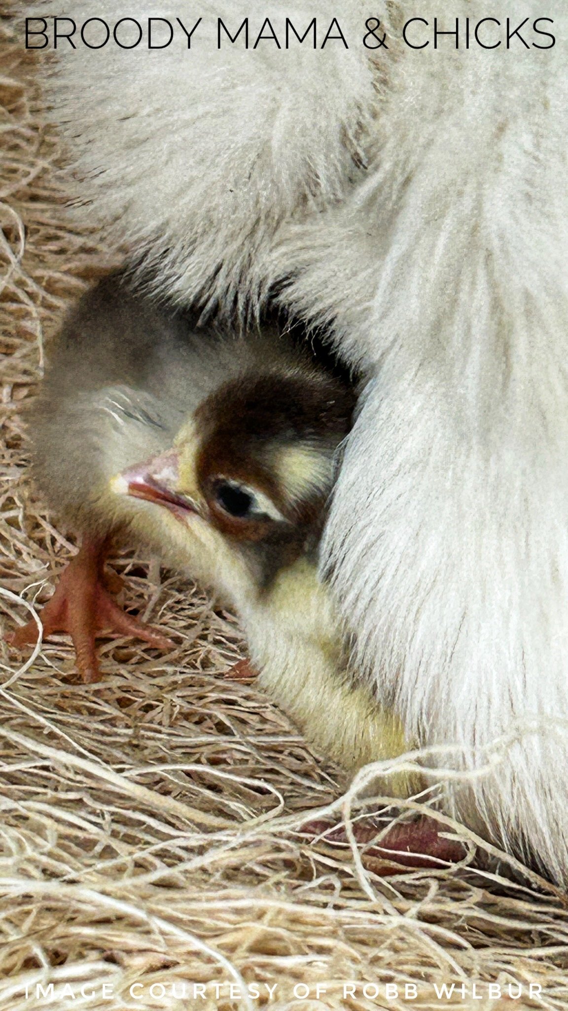 Broody Mama &amp; Chick