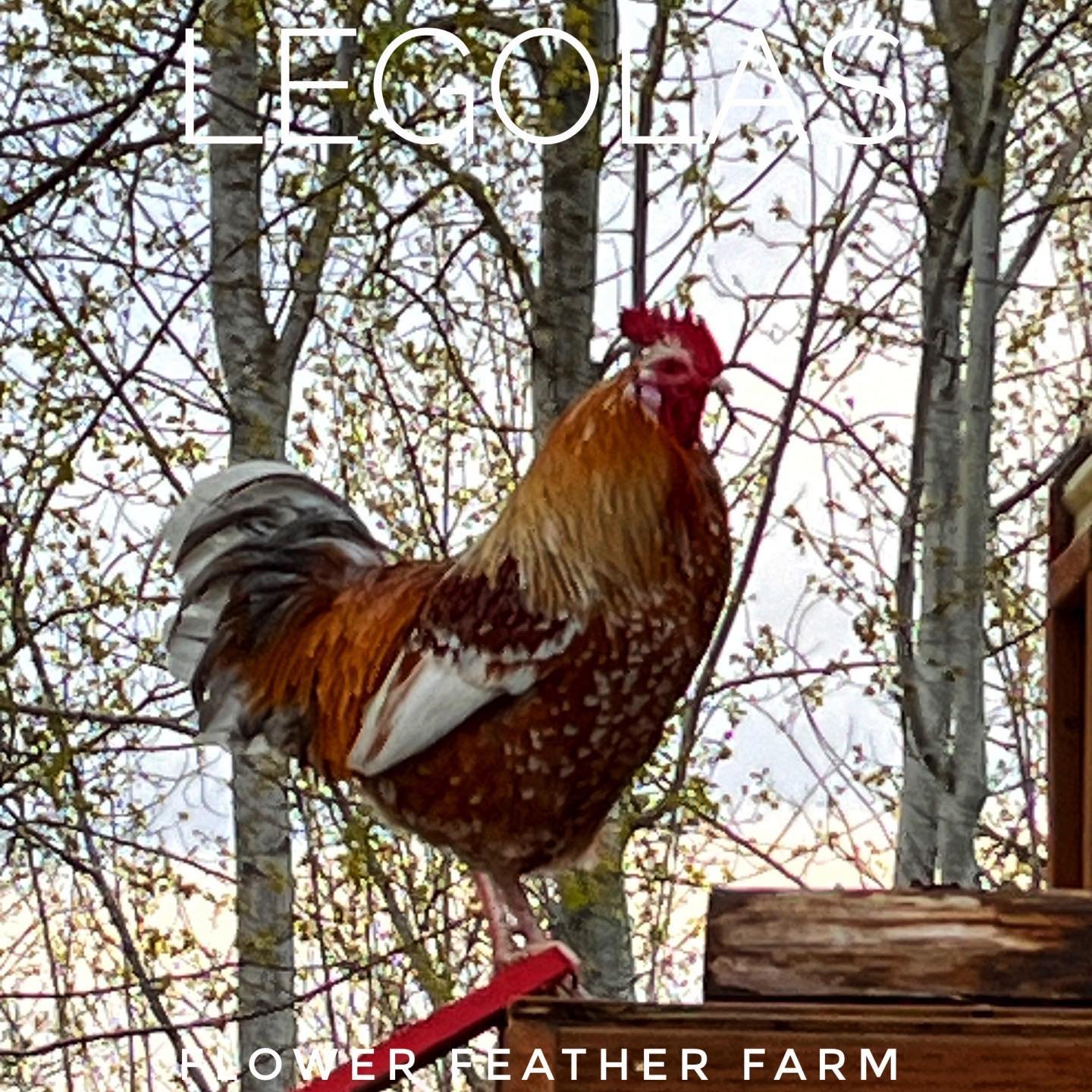 Legolas, my very handsome Swedish Flower Hen rooster. #SwedishFlowerHen #pnw