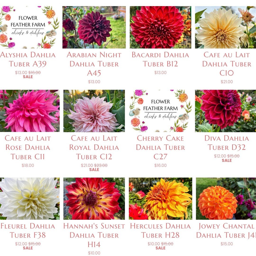 Still have these beauties available at https://www.flowerfeatherfarm.com/dahlia-tubers 

#dahliatubers #dahlia #dahlias