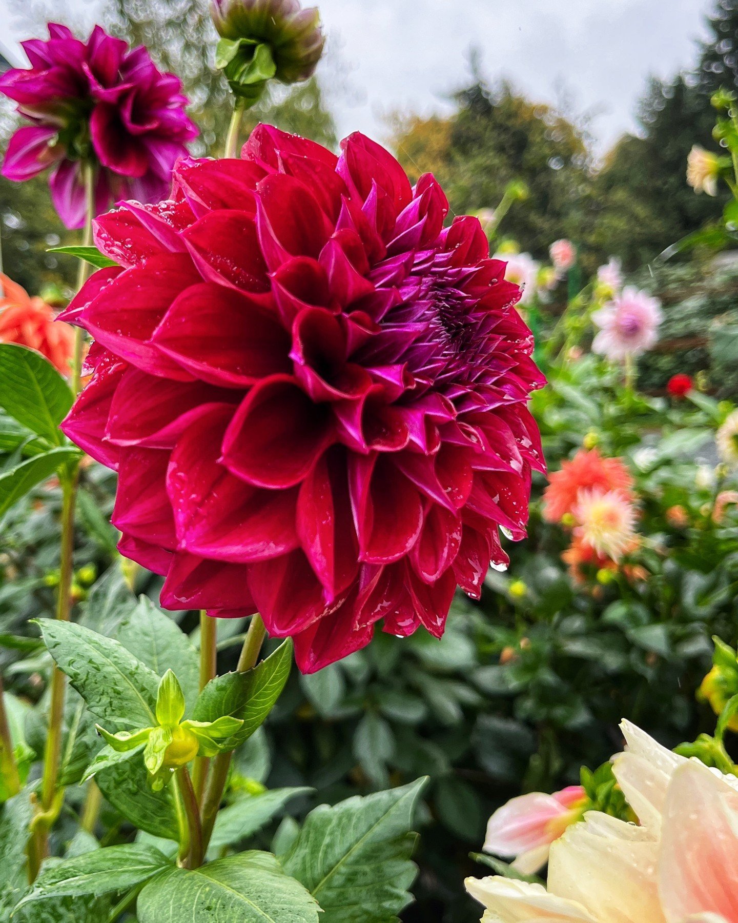 April Dahlia News
Shipping Update, Tuber Expectations, Website Restock, Mother&rsquo;s Day Gift Ideas, Add-on Shipping