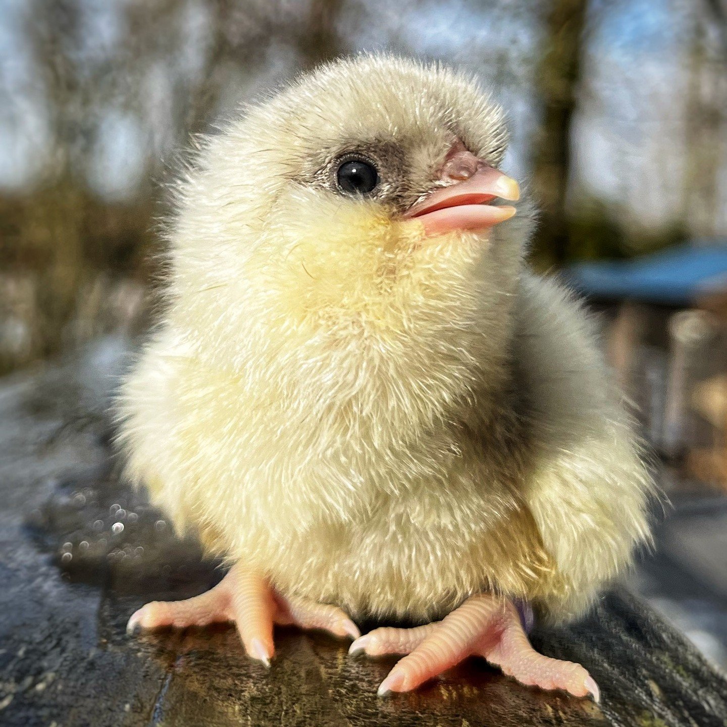 Brooders are overfull! BOGO chicks IF you buy at least three chicks off the website AND pick up on Sunday. You can pick your free chicks from the list of what's available when you arrive. Good while supplies last. 

Hatched 4/8:
2 Blue BBS Ameraucana