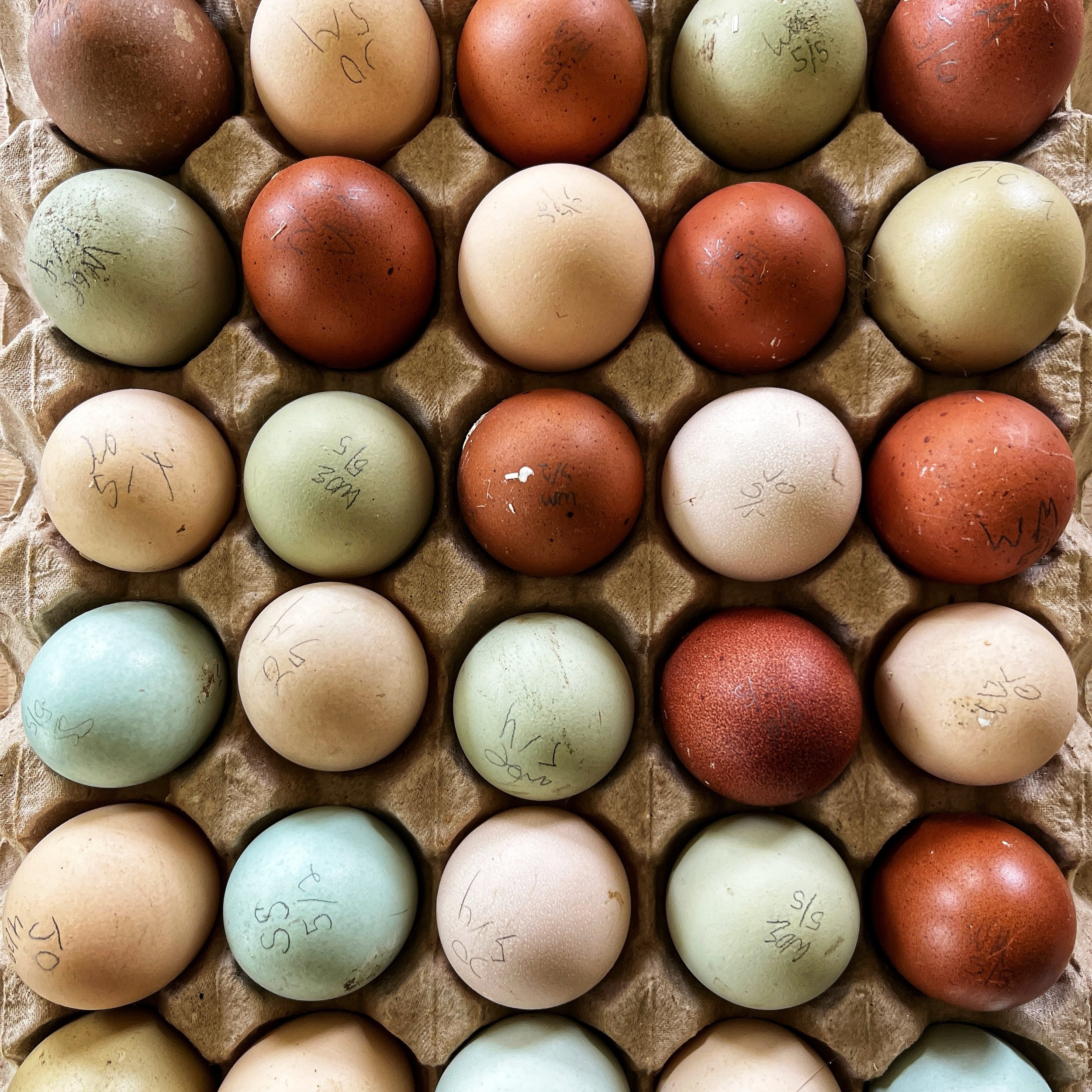 Hatching eggs available today. 

Jubilee Orpington 
Swedish Flower Hen 
Wheaten/Blue Wheaten Marans 
Salish Seascape 
Wheaten Olive Egger ￼

#hatchingeggs #prettyeggbasket #flowerfeatherfarm