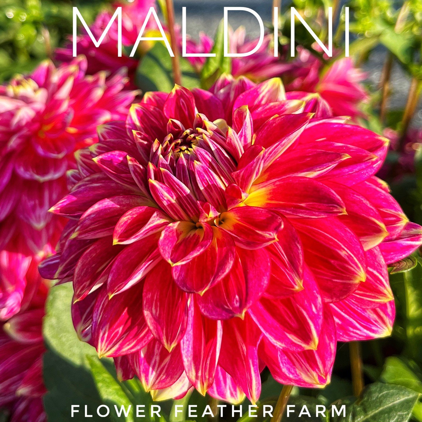 Maldini: Magenta-pink petals with white tips. Stunning and a prolific bloomer.

Bloom Size: 4-5 inches; Height: 3 feet; Type: Decorative

#Maldini #dahlia #dahliatubers #dahliaseason 
https://www.flowerfeatherfarm.com/dahlia-tubers/p/maldini-dahlia-t