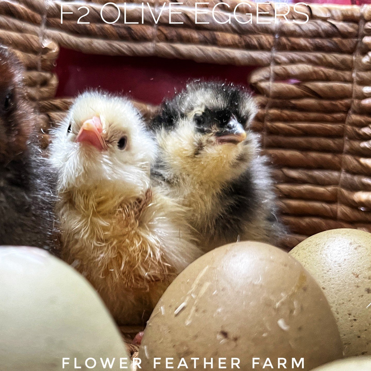 May Farm News &amp; Cute Chick Pics