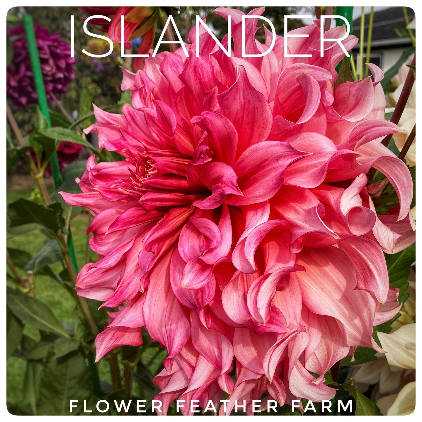 Islander will have you dreaming of a tropical island with its generous and vibrant hues and twisty petals streaked with cream.

Bloom Size: 8-10 inches; Height: 4-5 feet; Type: Decorative Dinner Plate

#dahlias