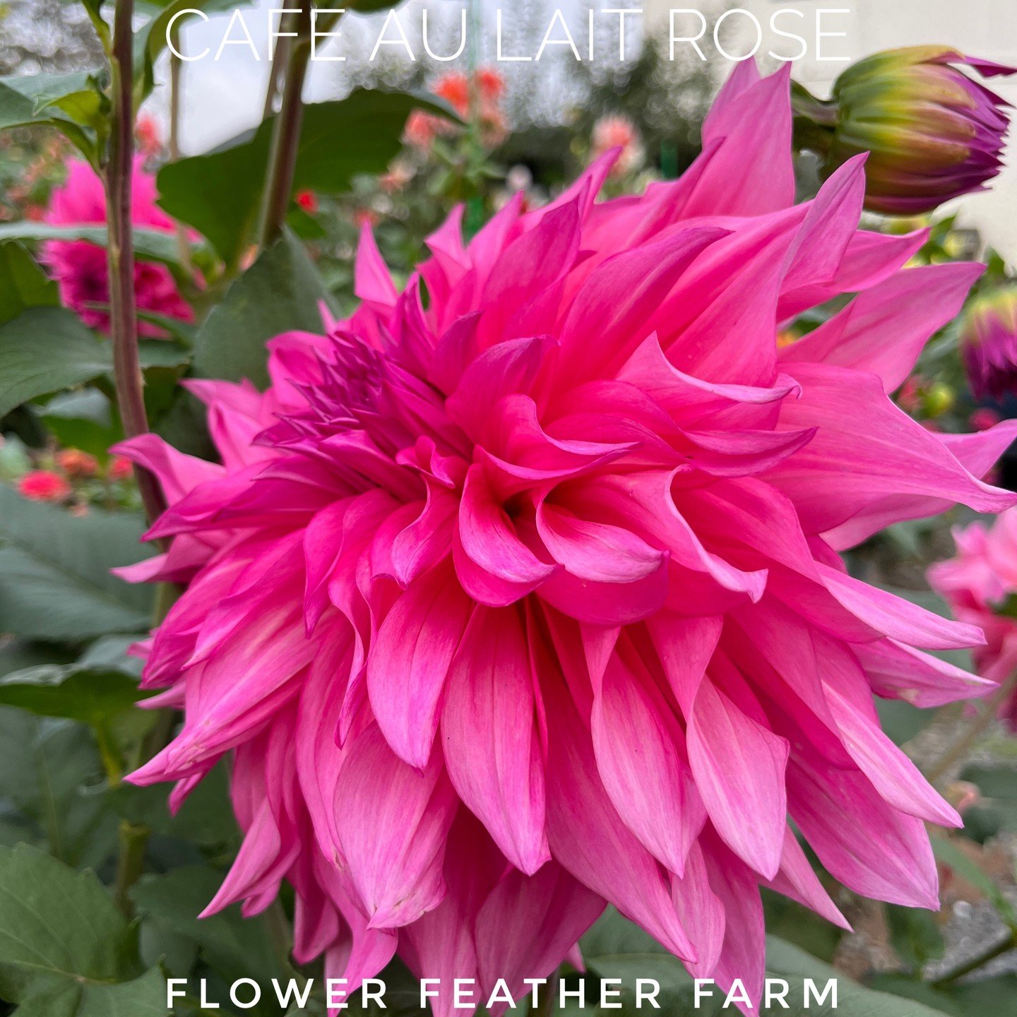 All the beauty of the Cafe Lait in a rosy pink version: dark rosy pink center which fades to pale pink at the tips.

Bloom Size: 8-10 inches; Height: 3-4 feet tall

#dahlia #cafeaulait #dahliatubers