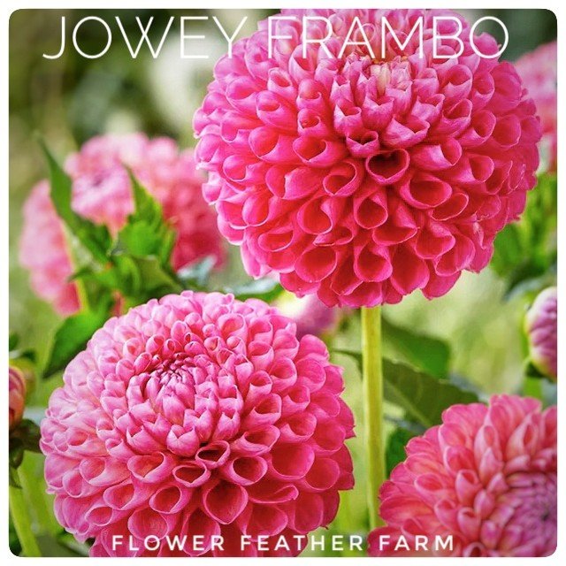 On sale today: Jowey Frambo
On Sale Today: Jowey Frambo

Floret Farm counts Jowey Fambo as a Must-Grow and they are not wrong. Raspberry-pink blooms start early and finish strong on strong long stems, perfect for cutting.

Bloom Size: 4 inch; Height: