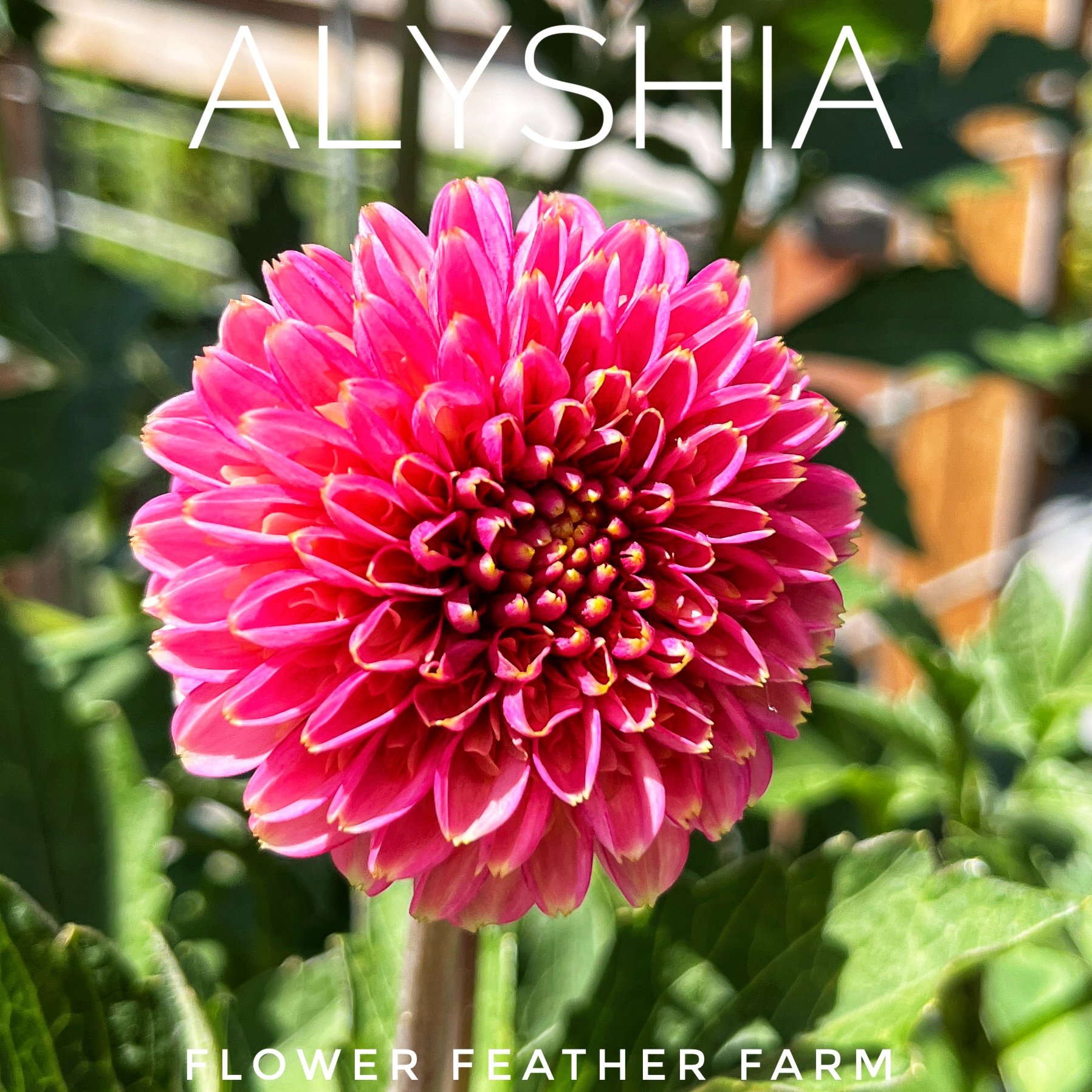 Alysia Dahlia, an anemone dahlia, at Flower Feather Farm, chicks & dahlias