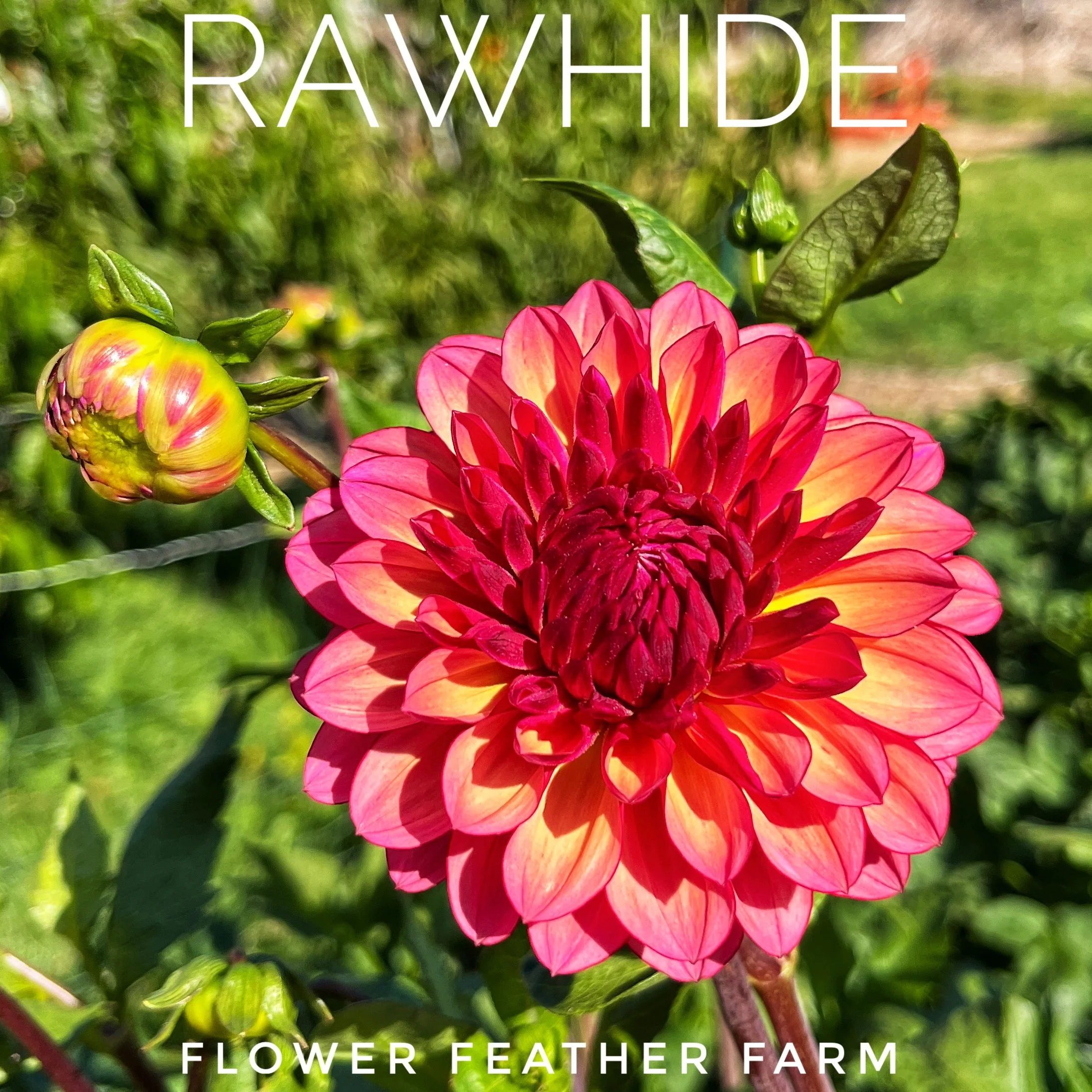 Miss Brandy Dahlia at Flower Feather Farm, chicks & dahlias, a dahlia farm near you