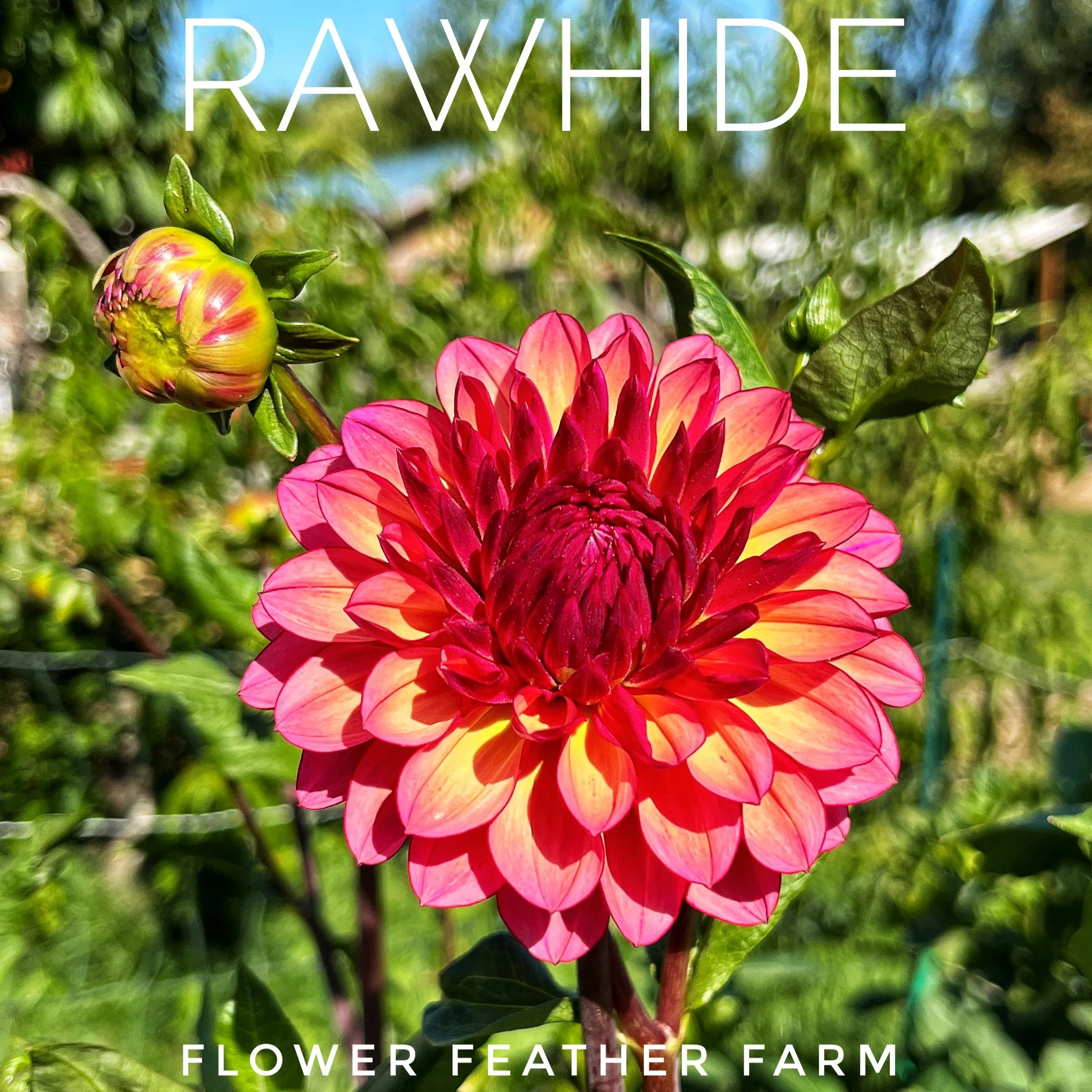 Rawhide Dahlia at Flower Feather Farm, chicks & dahlias